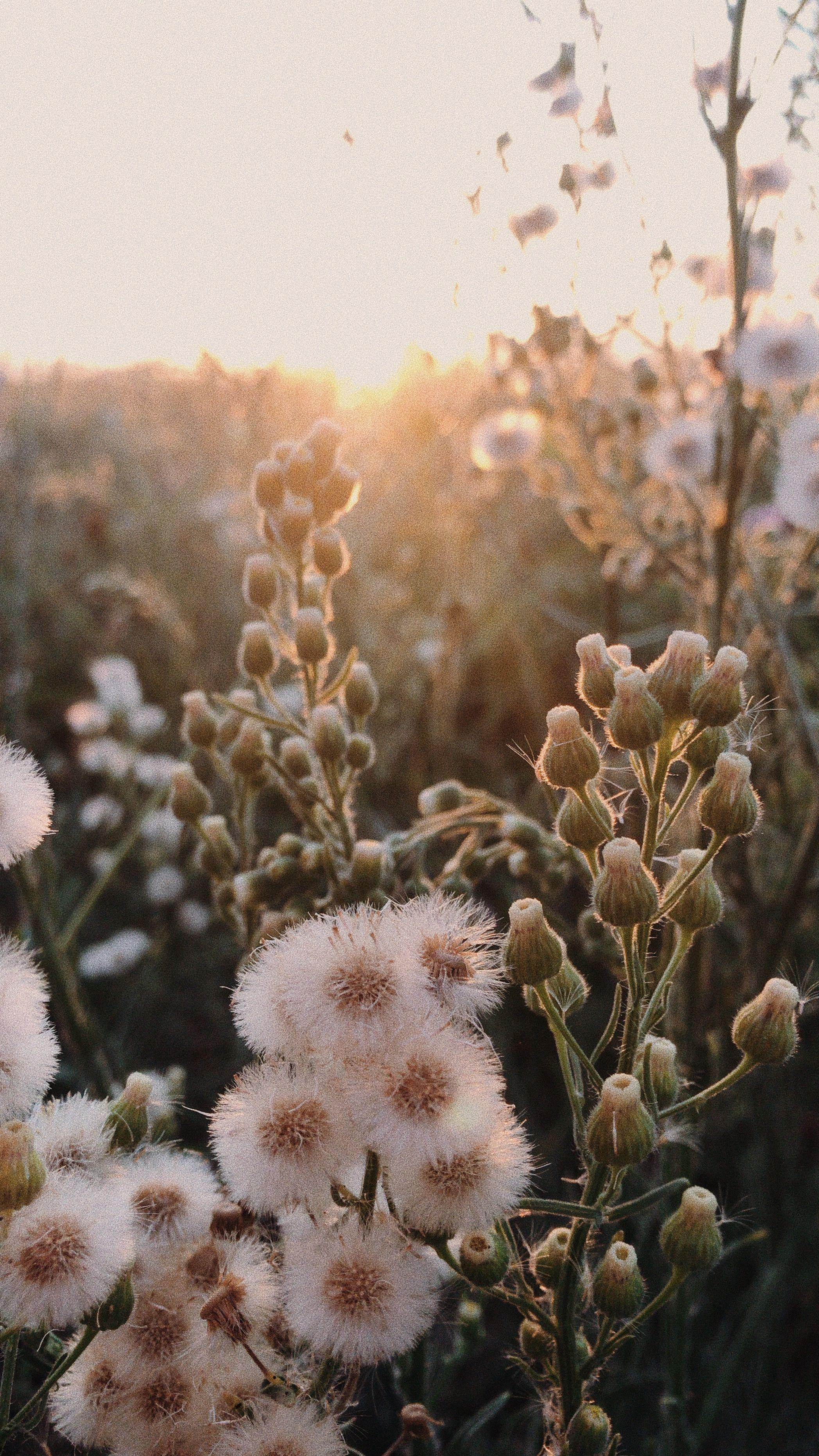 Featured image of post Aesthetic Vintage Brown Dried Flowers Aesthetic Peach aesthetic brown aesthetic aesthetic vintage aesthetic pastel aesthetic backgrounds aesthetic cream aesthetic brown aesthetic beach aesthetic summer aesthetic aesthetic photo aesthetic create beautiful natural arrangements with naturally dried flowers and grasses