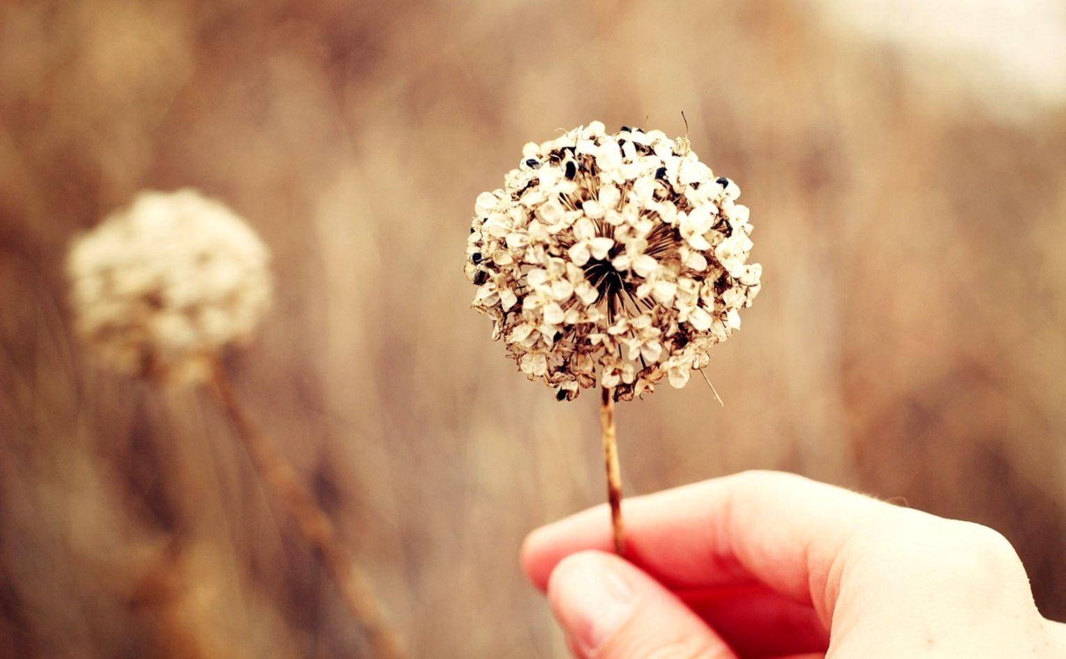 1528x945 Brown Blurred Bokeh Dandelion Nature Flowers Wallpaper