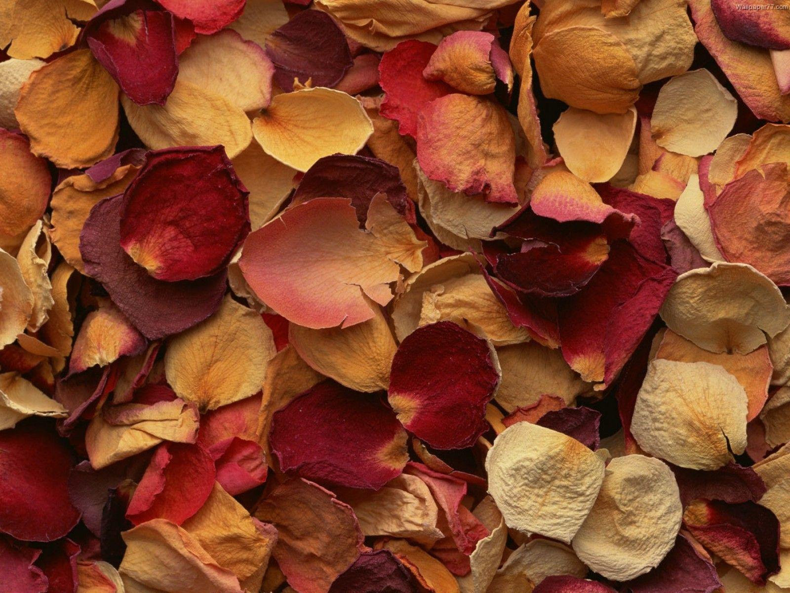 1600x1200 Wallpaper Picture Lovers: Flower Wallpaper 6 (1600x1200)