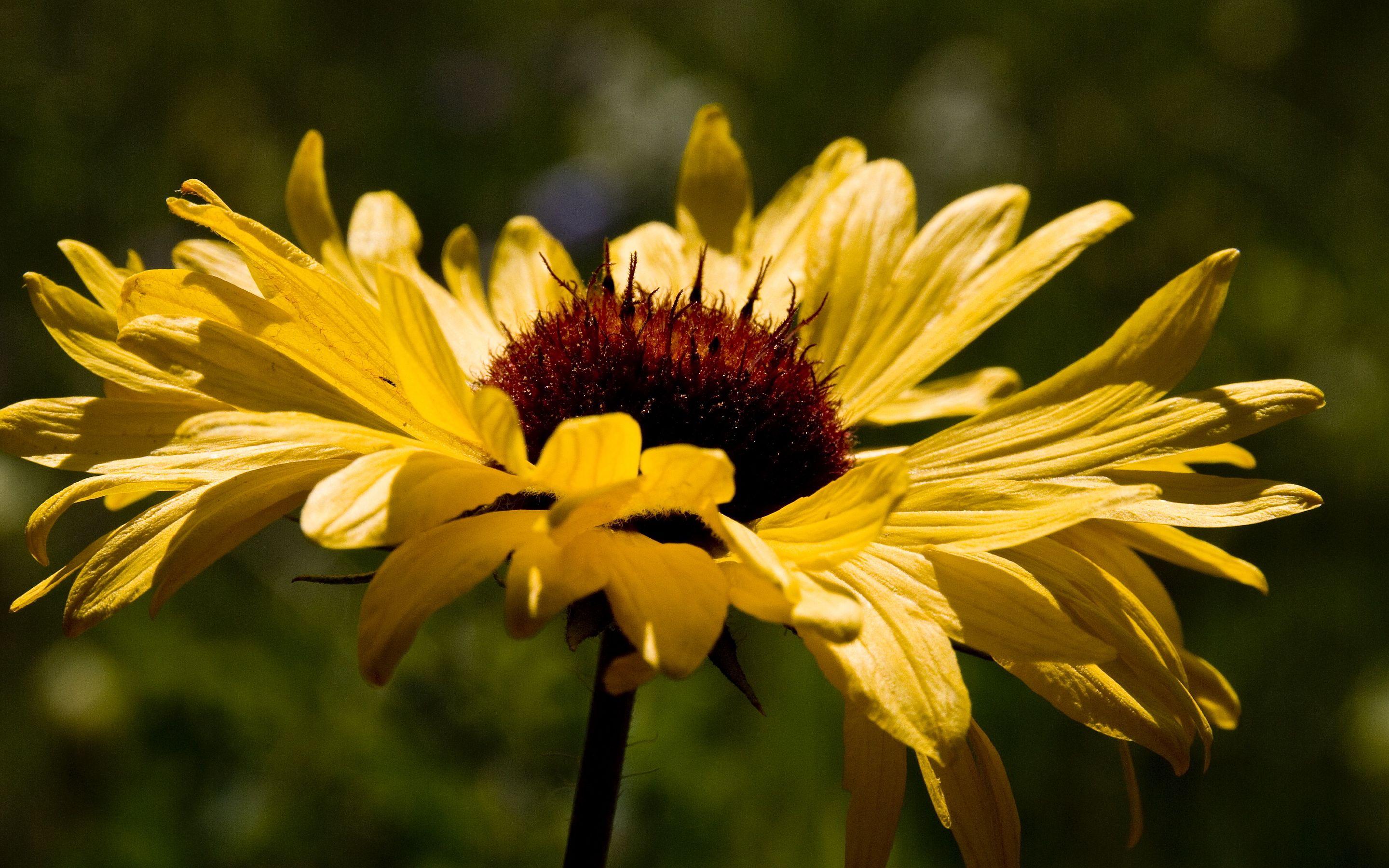 2880x1800 Brown eyed susan flower wallpaperx1800