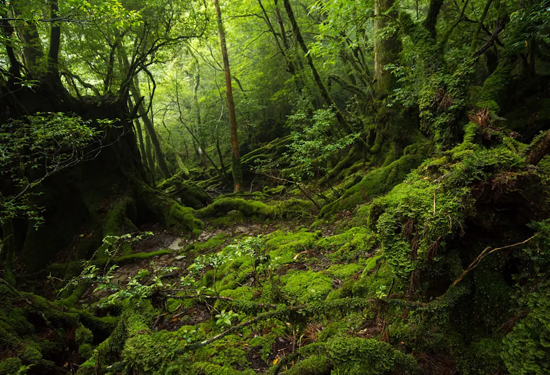 1100x750 Yakushima. Kyushu Tourism Organization