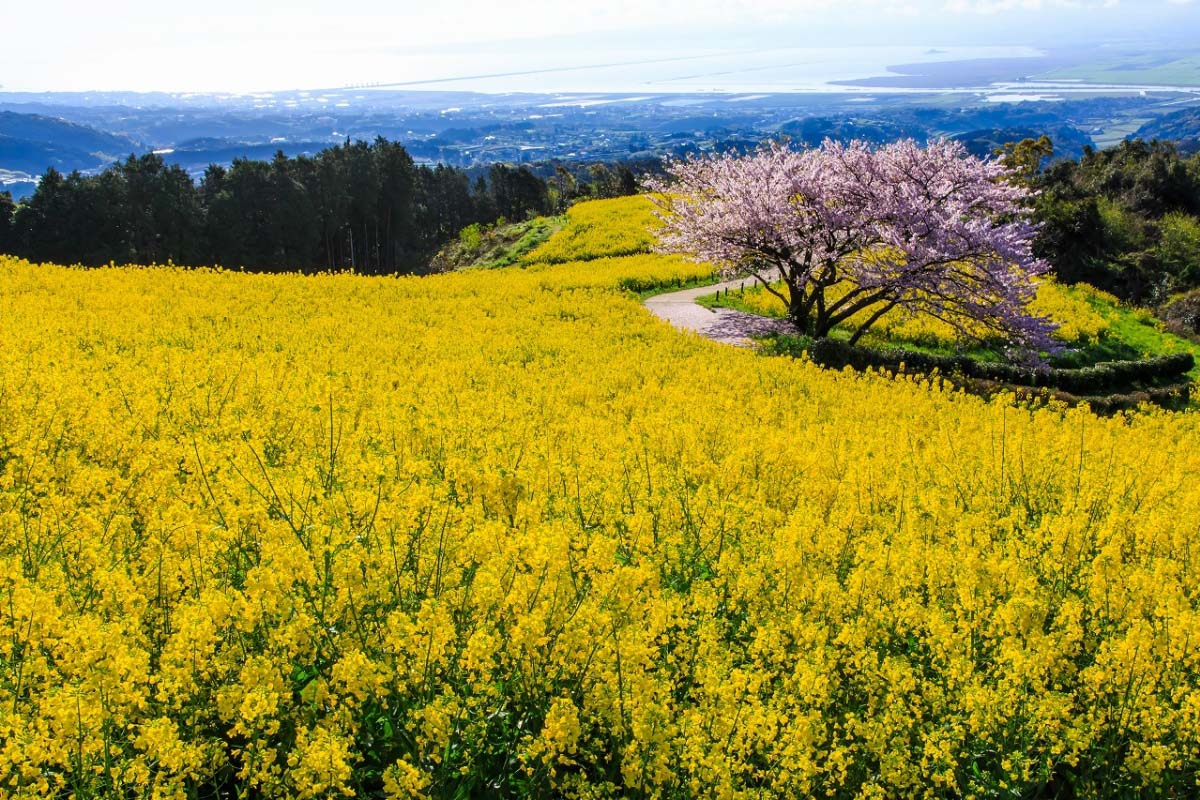 1200x800 cherry blossom spots in Kyushu at superb locations｜ZEKKEI Japan