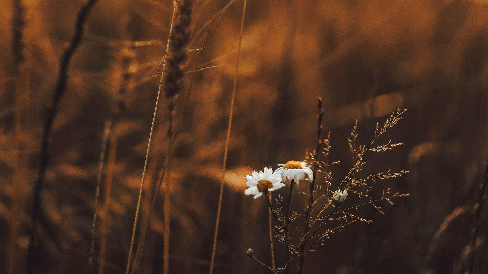 Brown Background With Flowers | PixLith