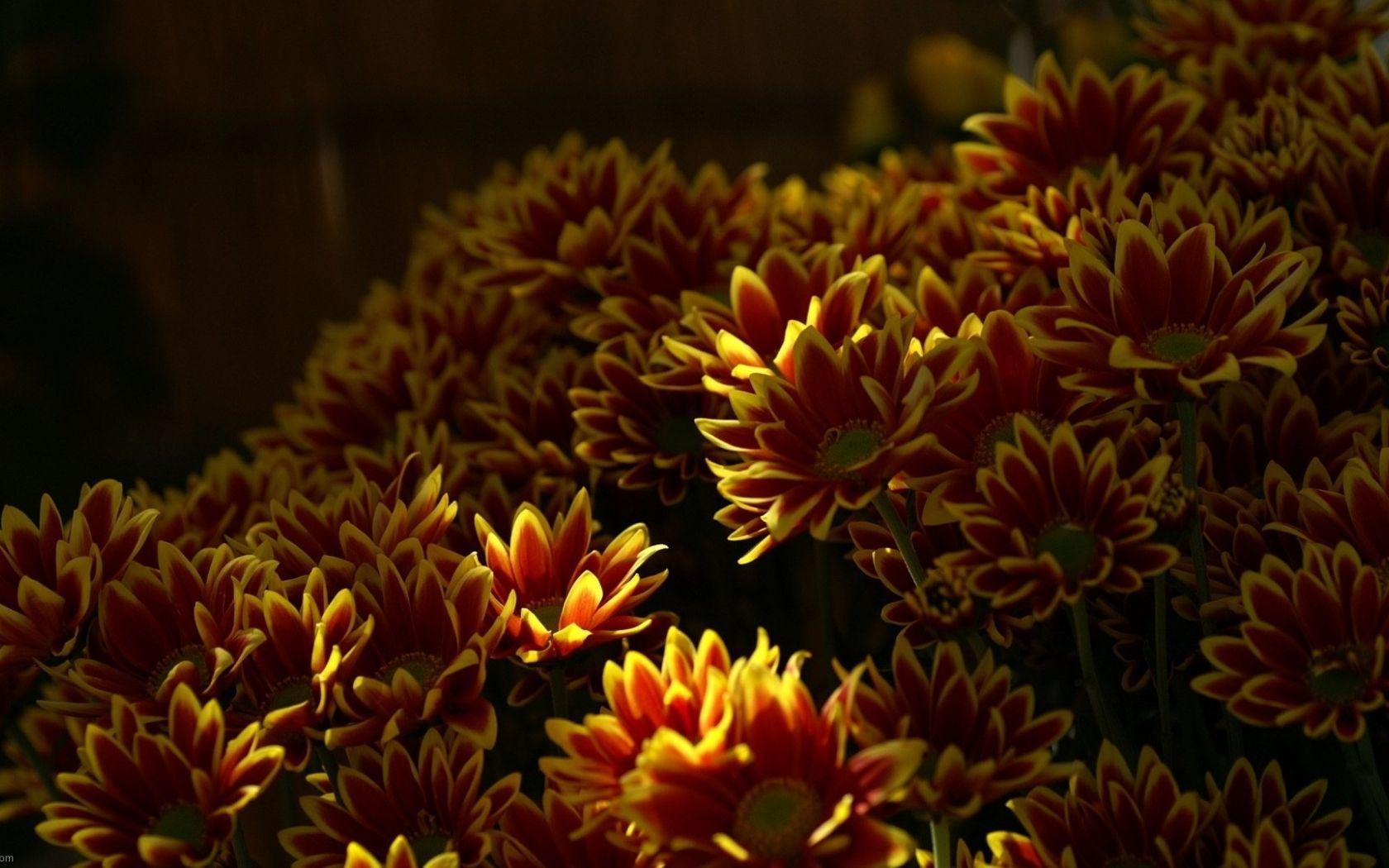 1680x1050 Free download Fire Flowers Wallpaper HD Picture Live HD
