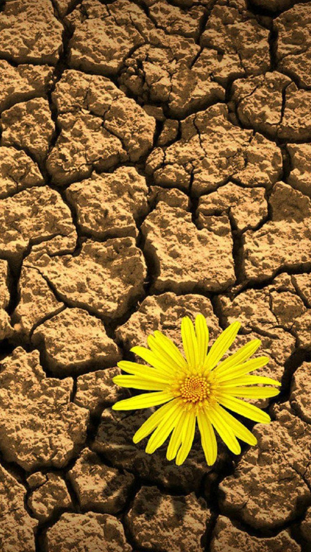 1080x1920 Flower Daisy On Drought iPhone 8 Wallpaper Free Download