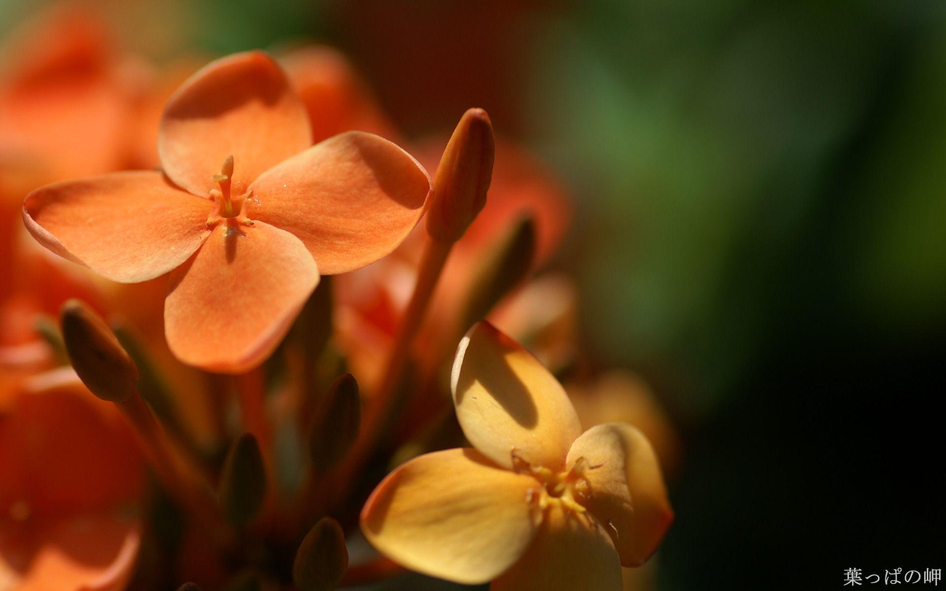 1920x1200 1920*1200 HD Widescreen Flowers, HD Flower Photography Vol.04