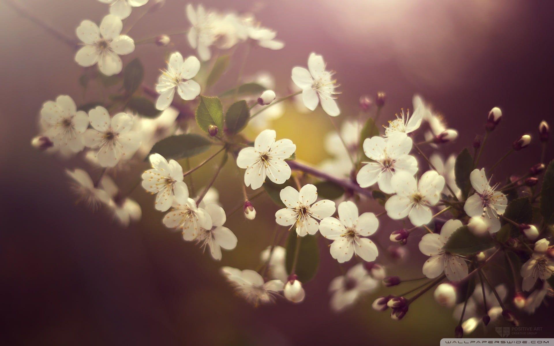 1920x1200 White flowers shallow focus photography, nature, leaves, white