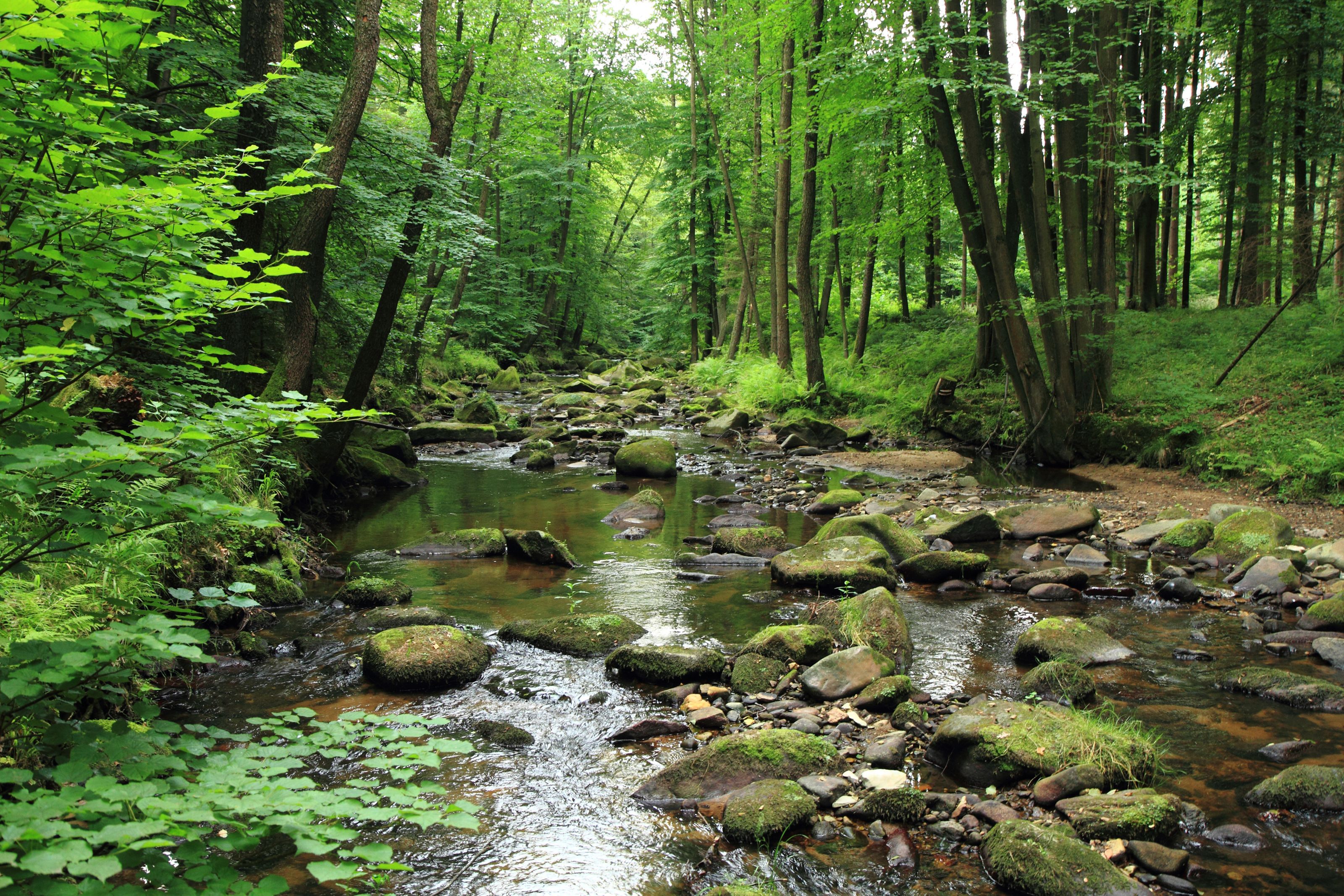 Forest and River Wallpapers - Top Free Forest and River Backgrounds ...