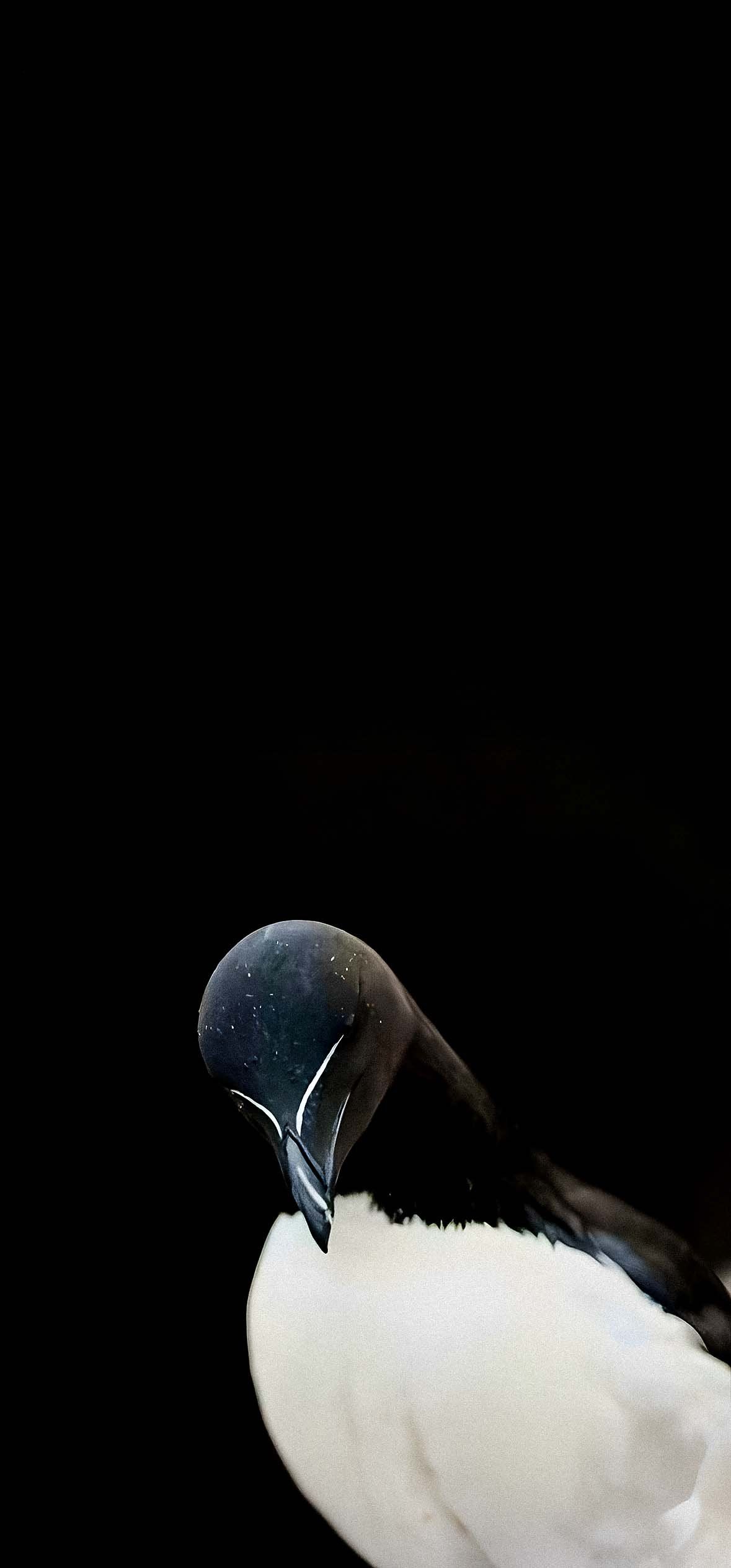 1179x2526 Razorbill Wallpaper