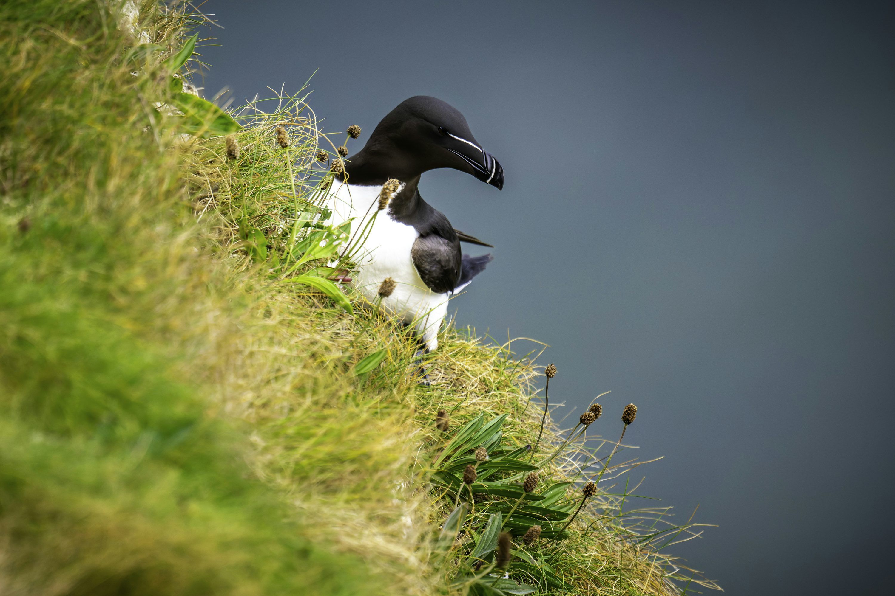 3000x2000 A razorbill bird perched on a grassy cliff. photo