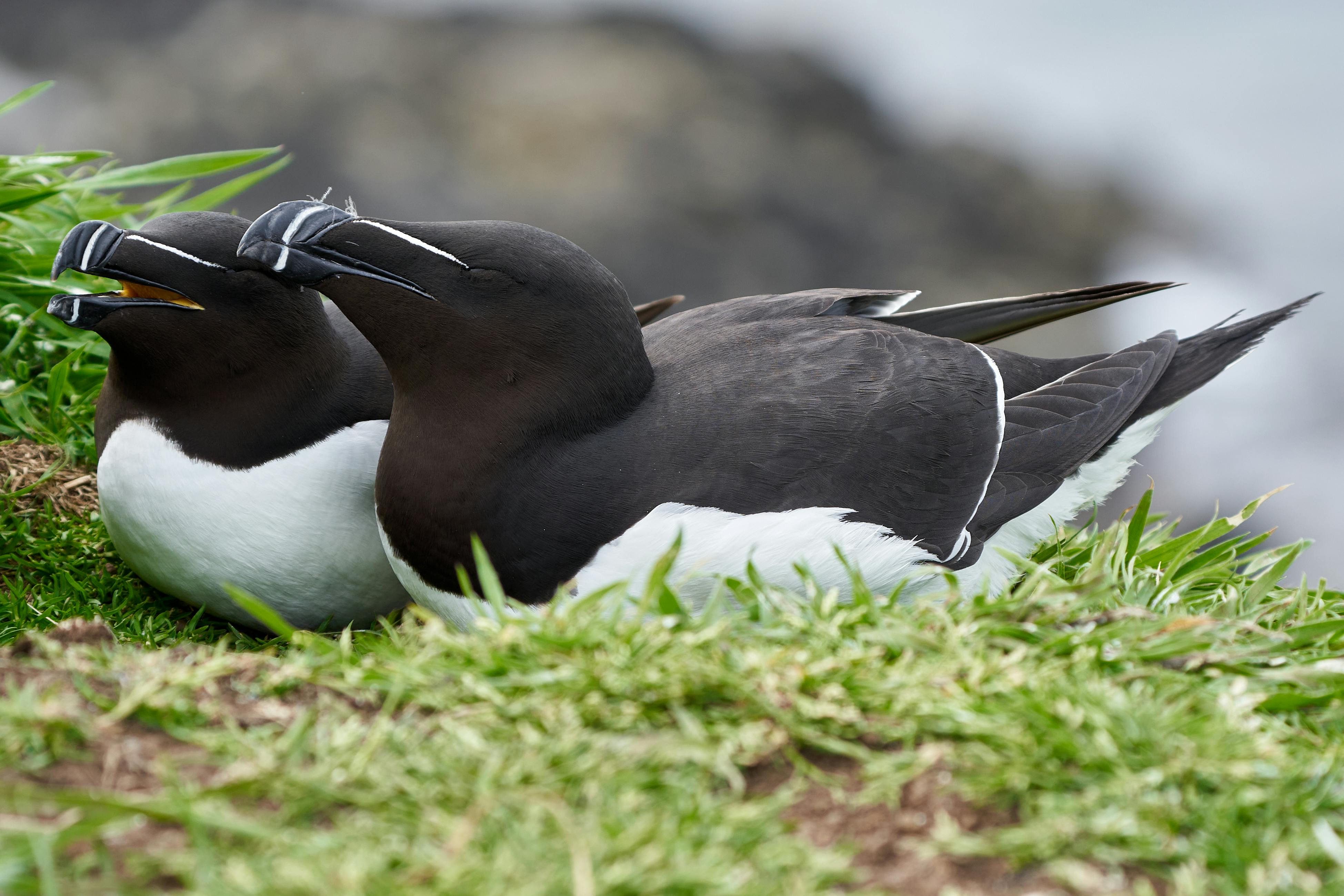 3898x2599 Razorbill Photo, Download The BEST Free Razorbill & HD Image