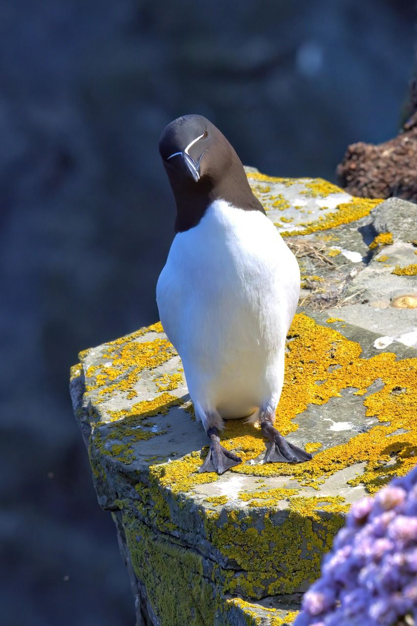 853x1280 Razorbill Wallpaper