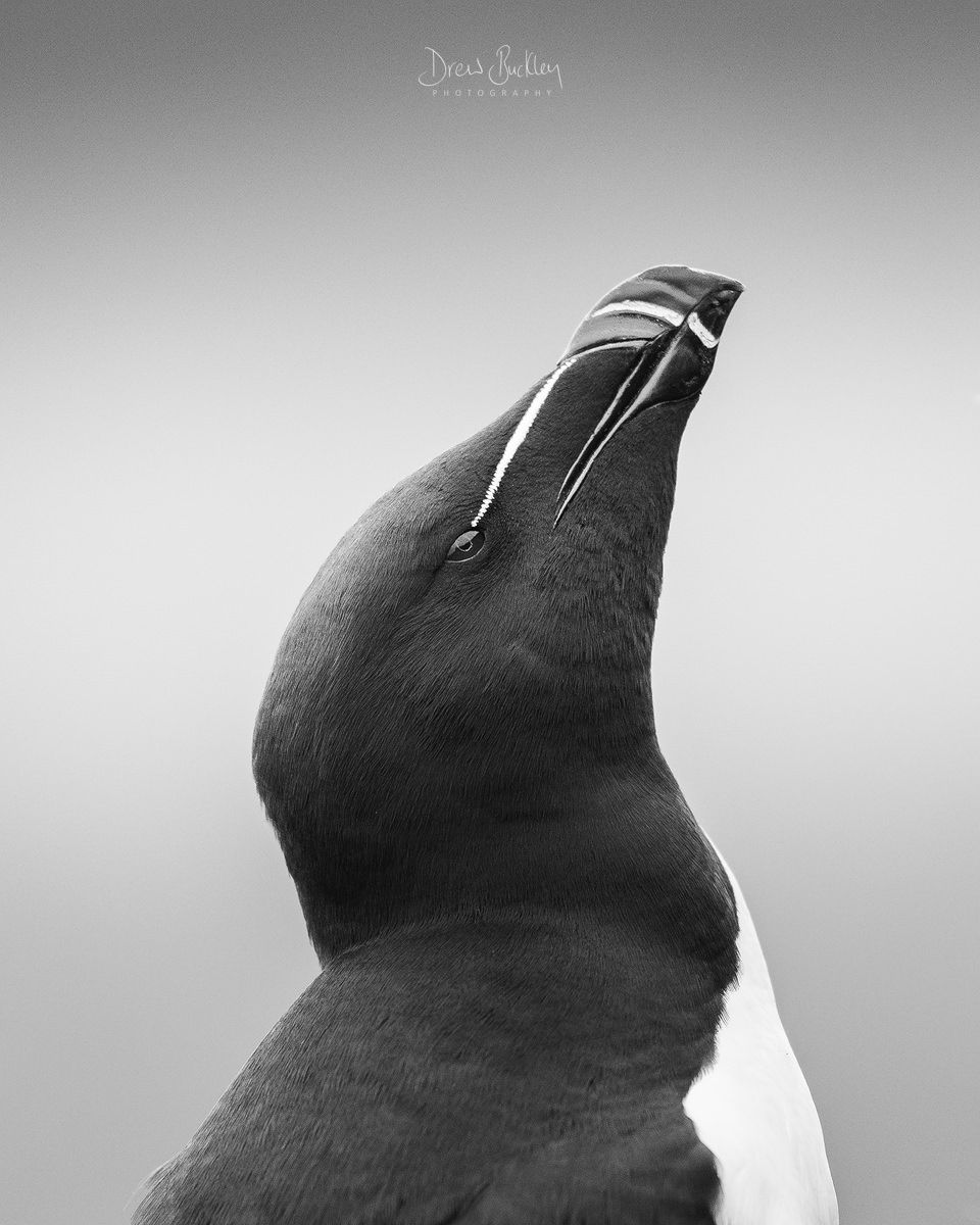 960x1200 Razorbill