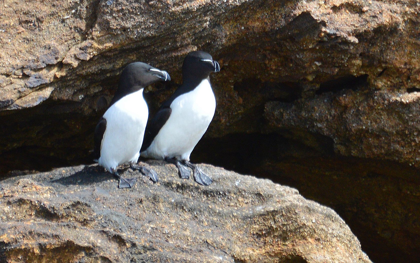 1680x1050 Razorbills