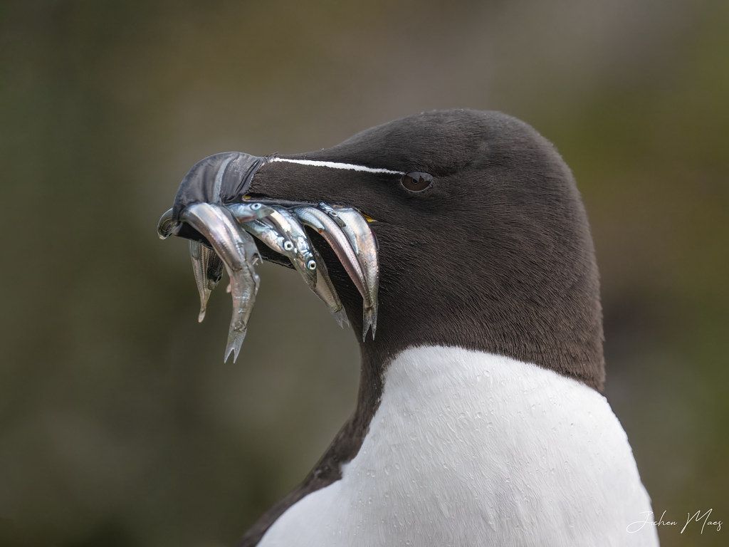 1024x768 Razorbill Wallpaper