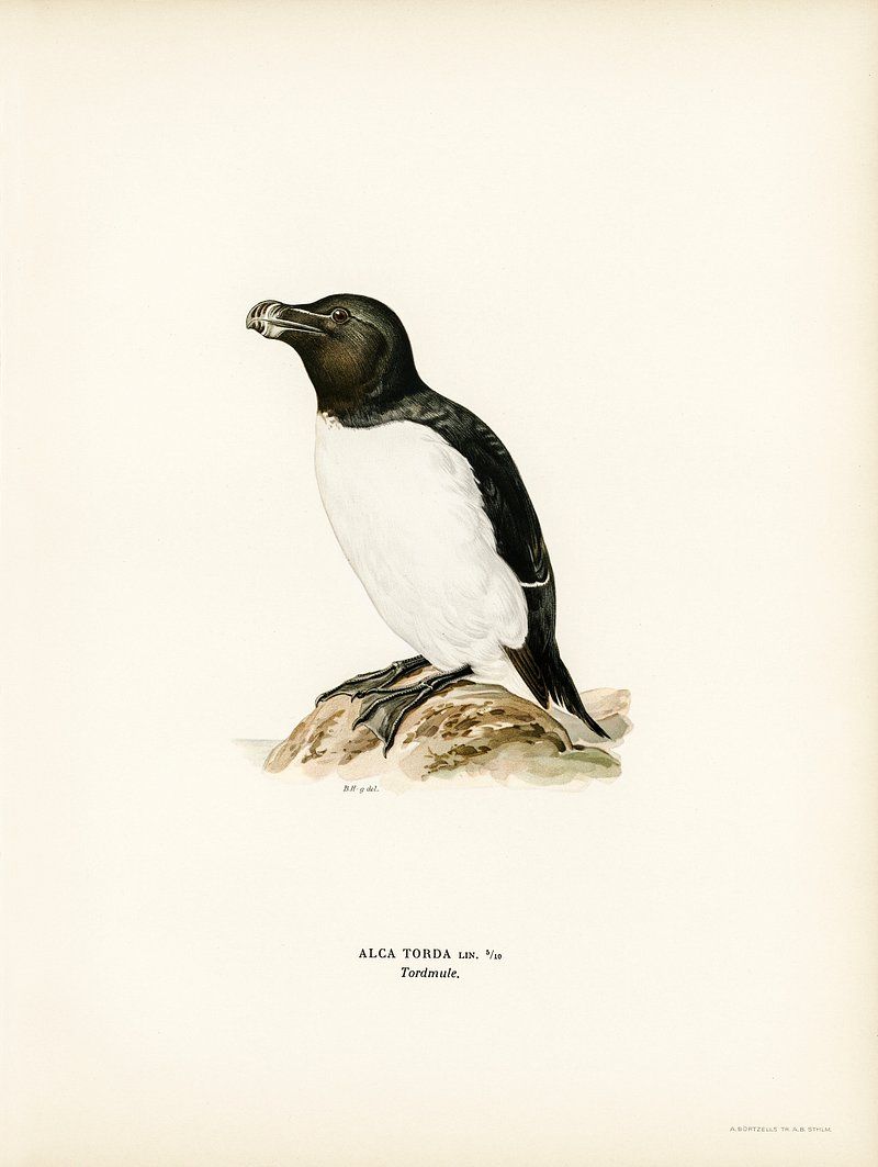 800x1063 Razorbill Image Wallpaper
