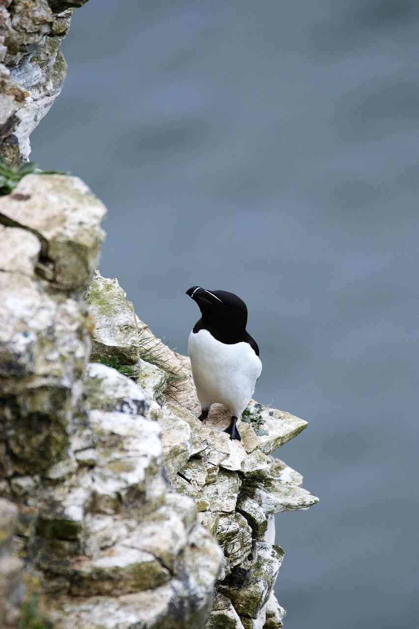 853x1280 Free Razorbill & Bird Image