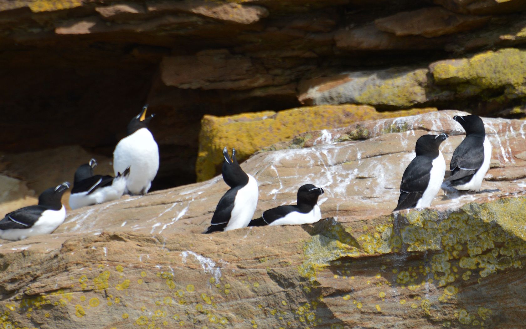 1680x1050 Razorbills