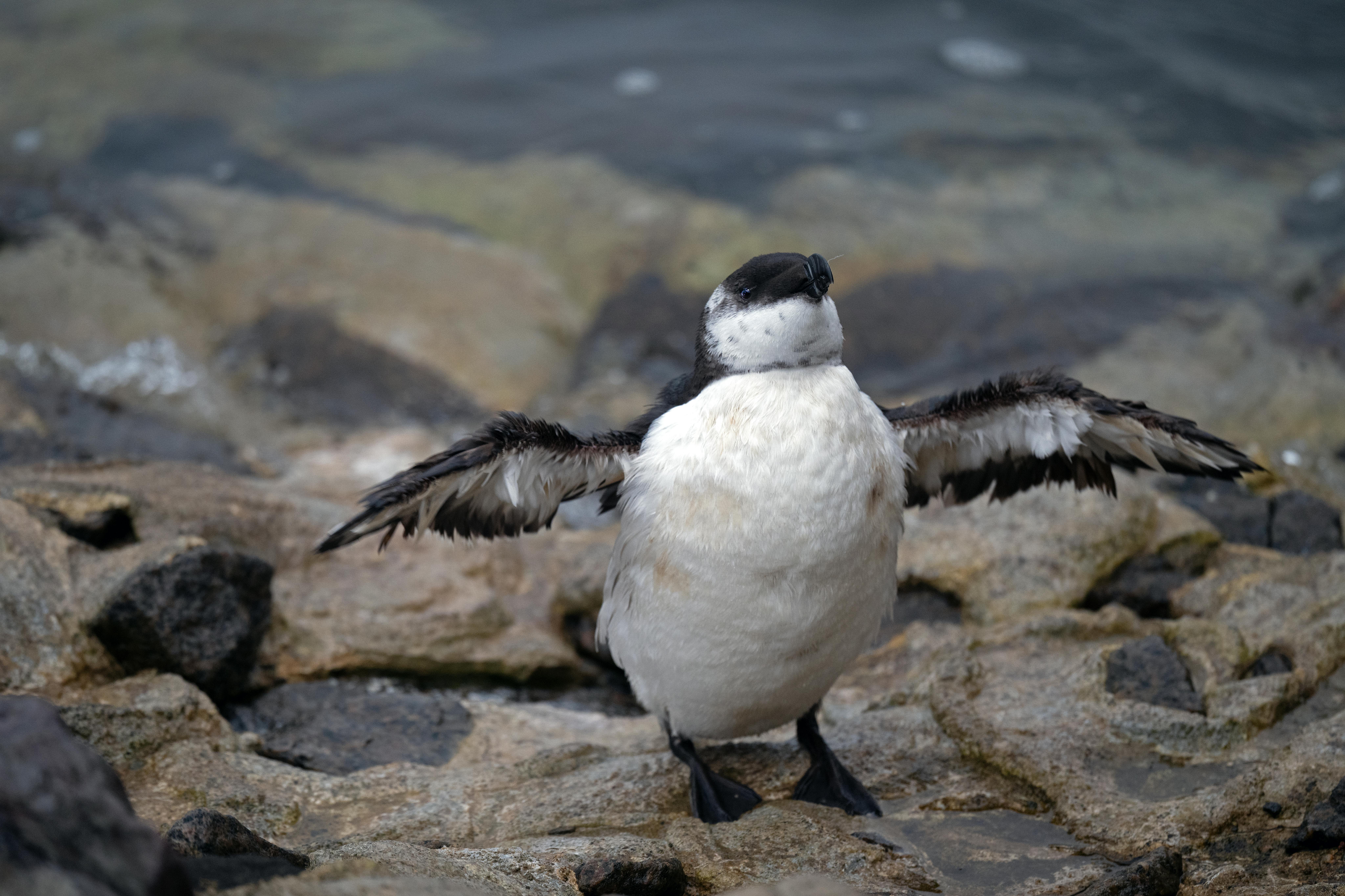 8192x5461 Razorbill Photo, Download The BEST Free Razorbill & HD Image