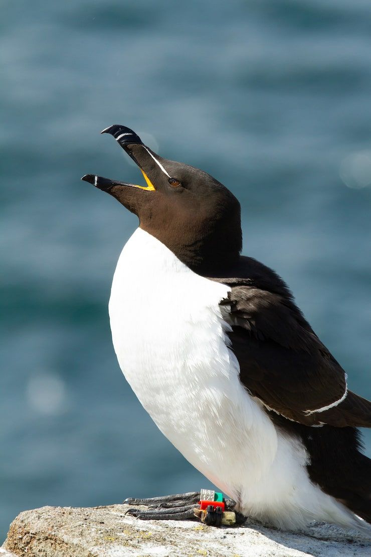 740x1110 Razorbill Photo Free High Quality Picture