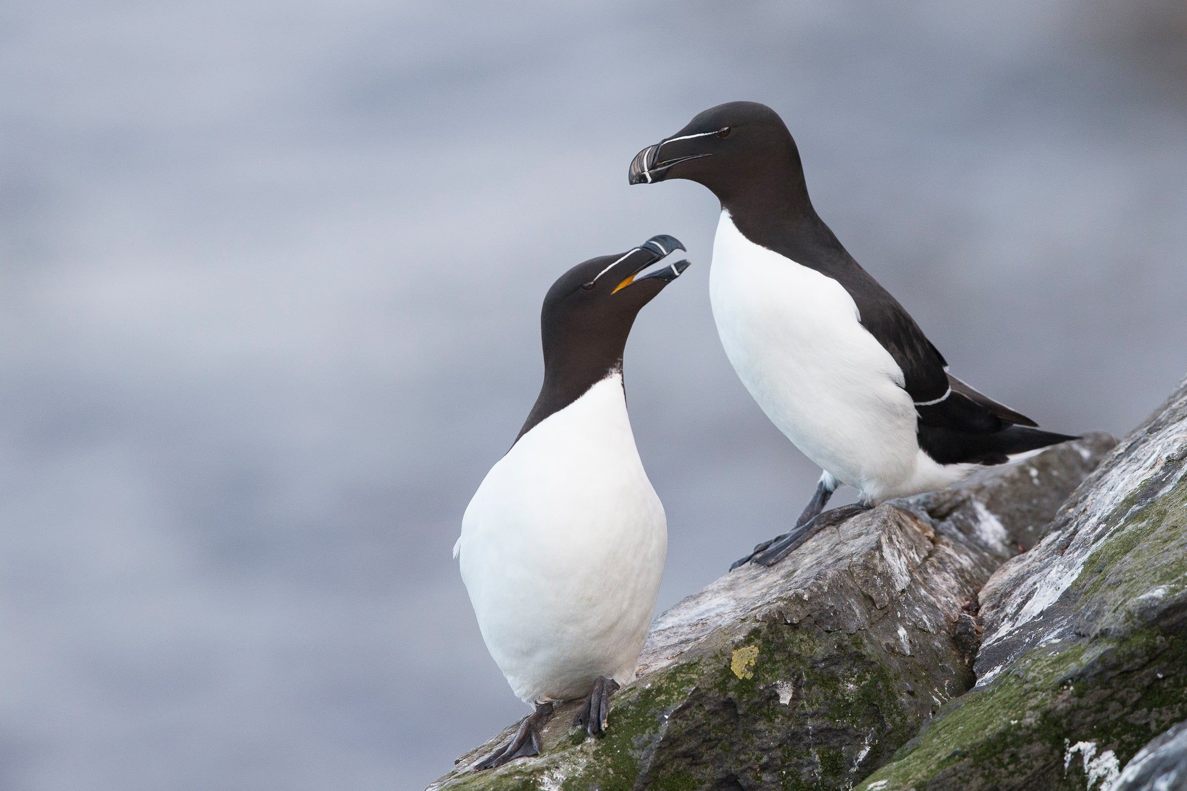 2400x1600 Razorbill. Audubon Field Guide
