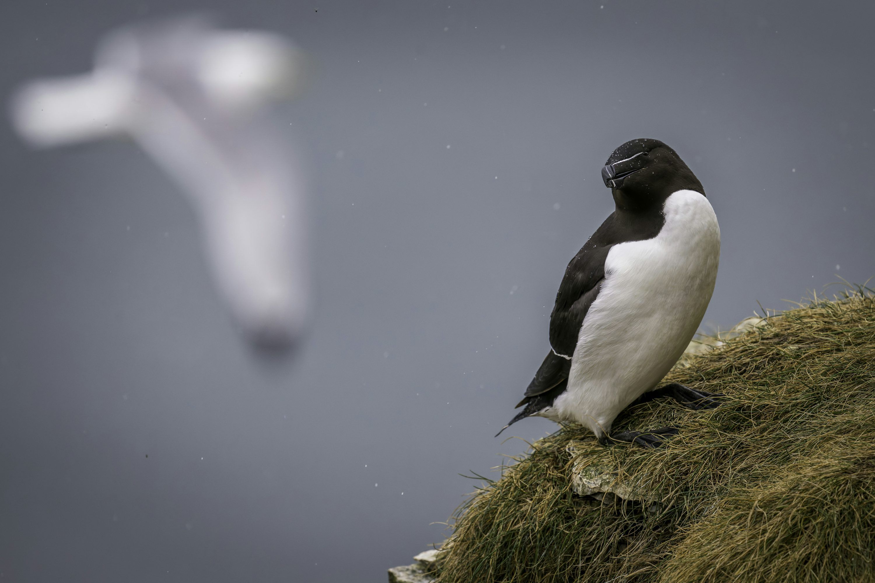3000x2000 A razorbill perches on the edge of a cliff. photo