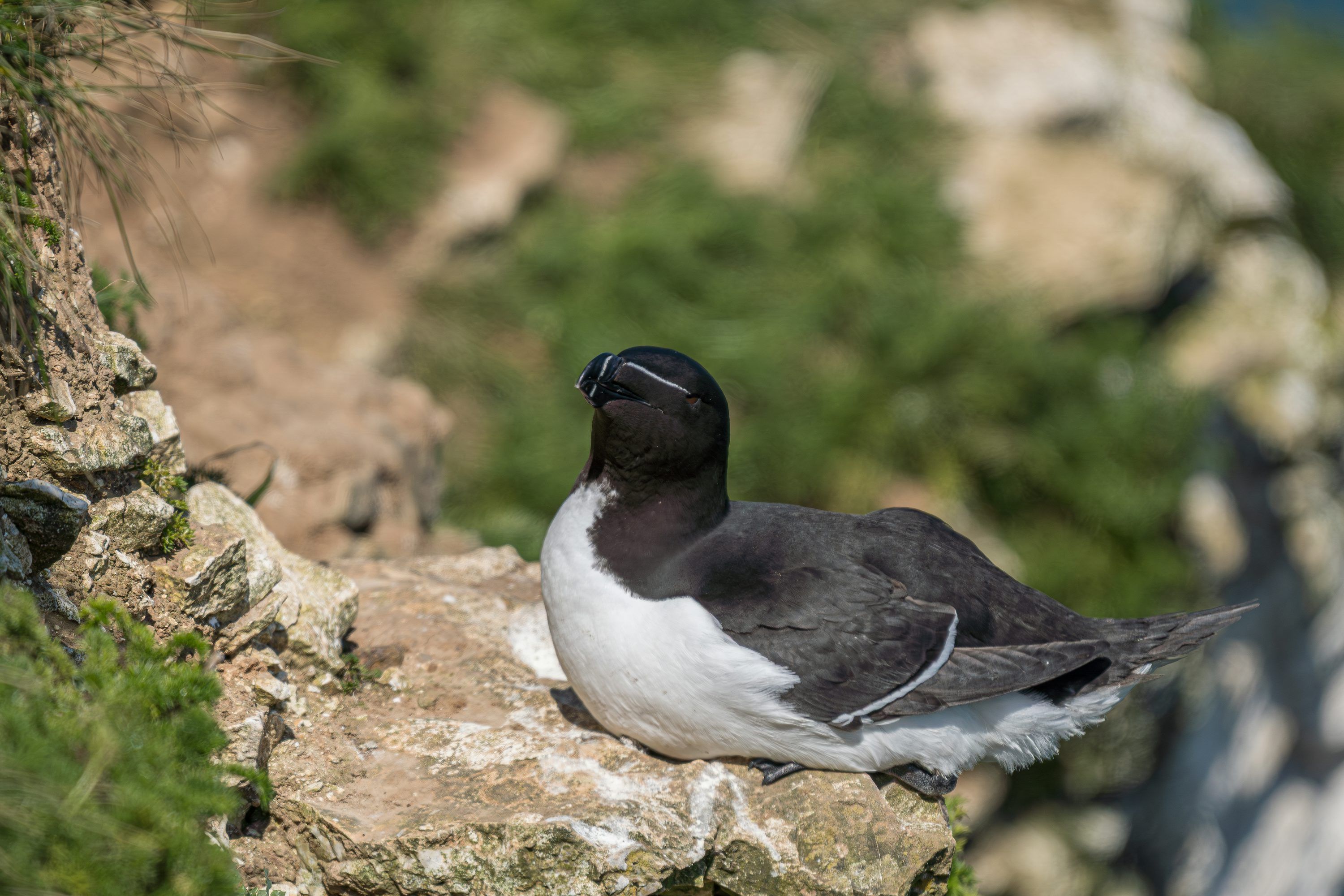 3000x2000 Razorbill Wallpaper