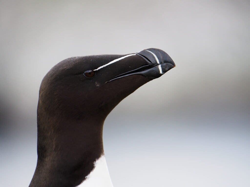 1024x768 Razorbill