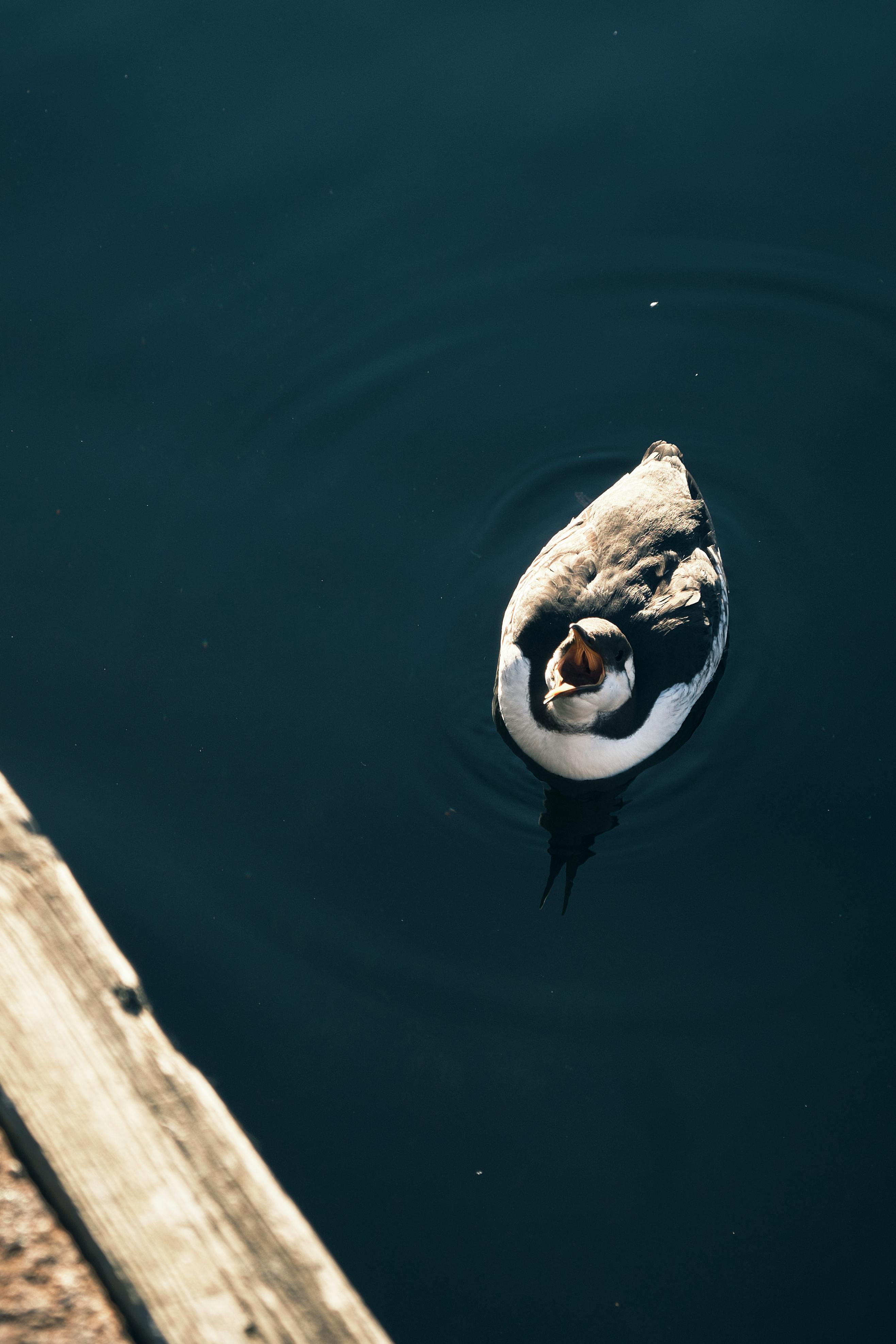 2633x3950 Razorbill Photo, Download The BEST Free Razorbill & HD Image