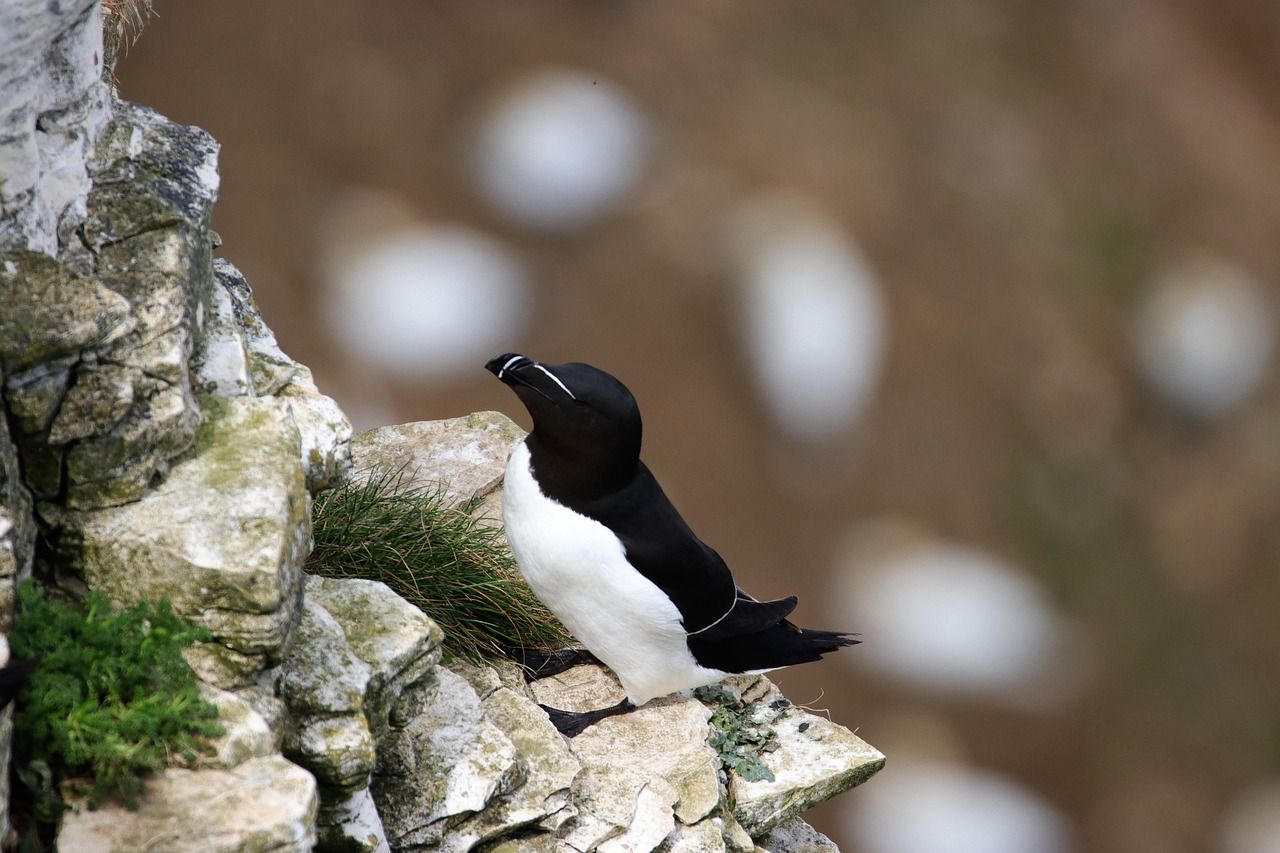 1280x853 Free Razorbill & Bird Image