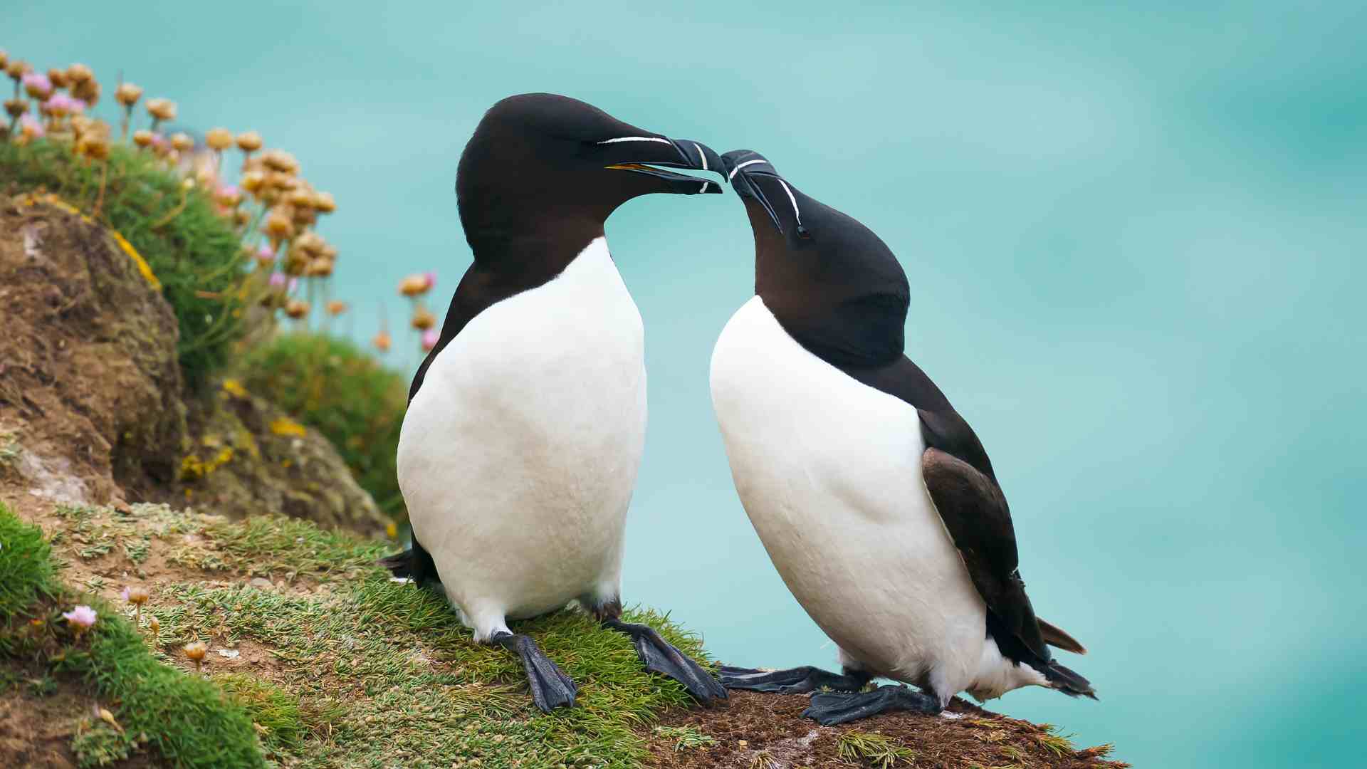 1920x1080 Razorbill. WeathÉire