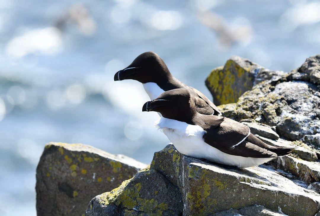 1080x729 A pair of razorbill from the spring