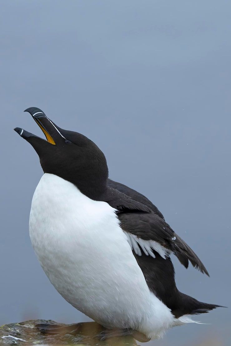 740x1110 Razorbill Image