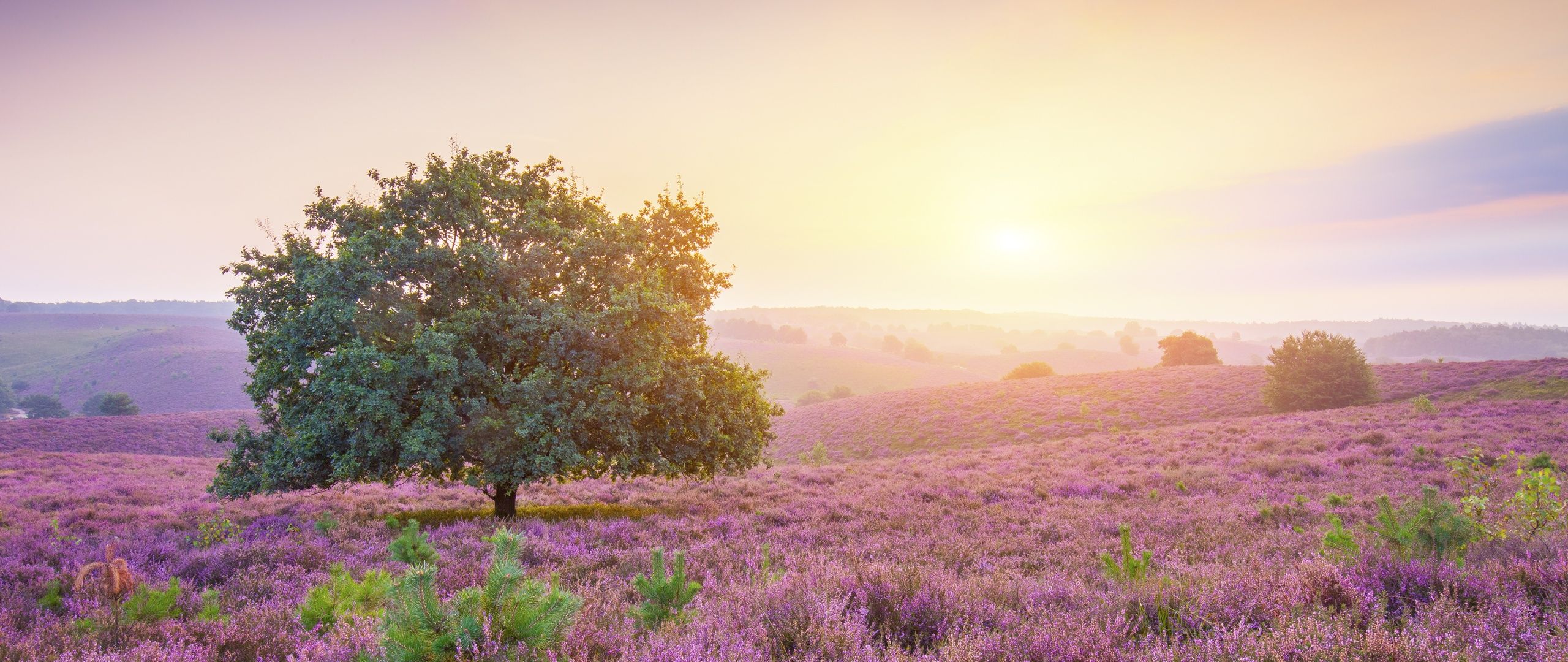2560x1080 Spring Wallpaper 4K, Sunrise, Landscape, Purple heath