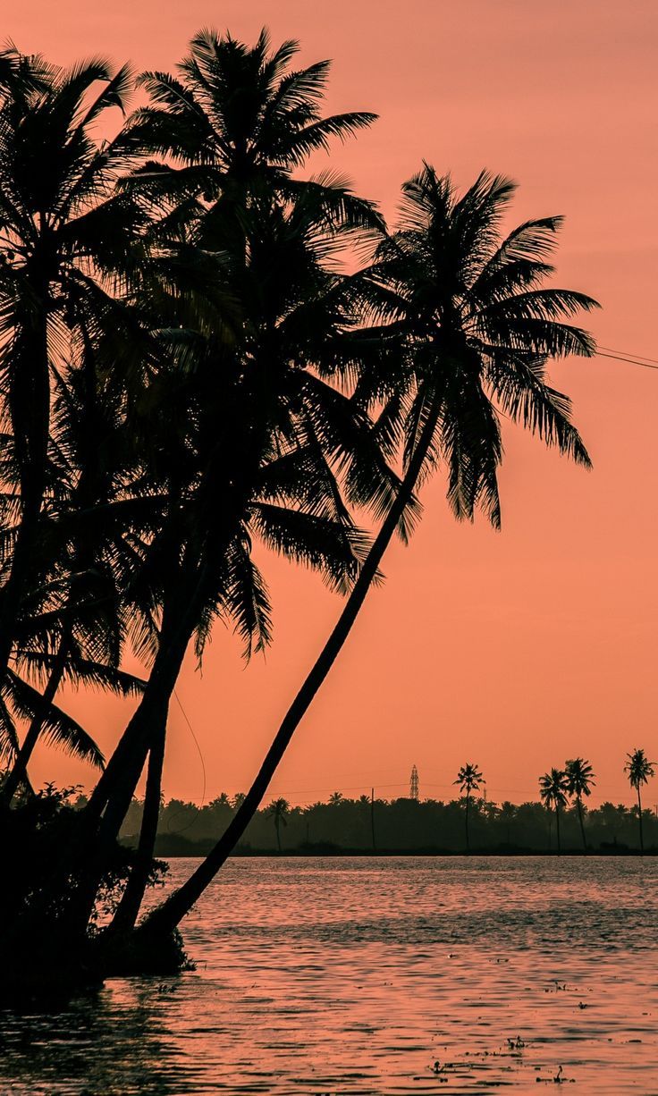736x1226 A Day on a House Boat in Alleppey, Kerala