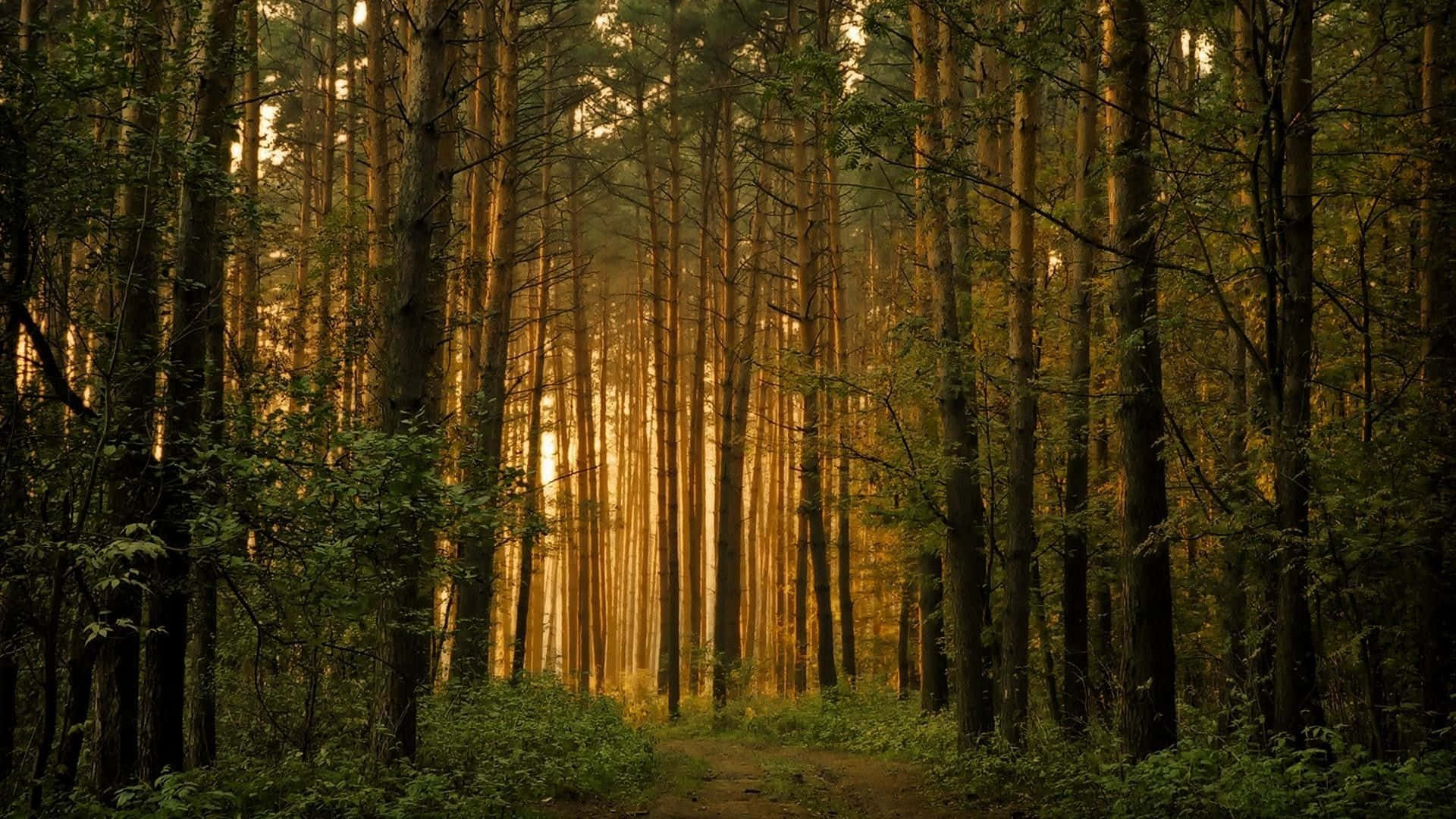 1920x1080 Forest Desktop Wallpaper