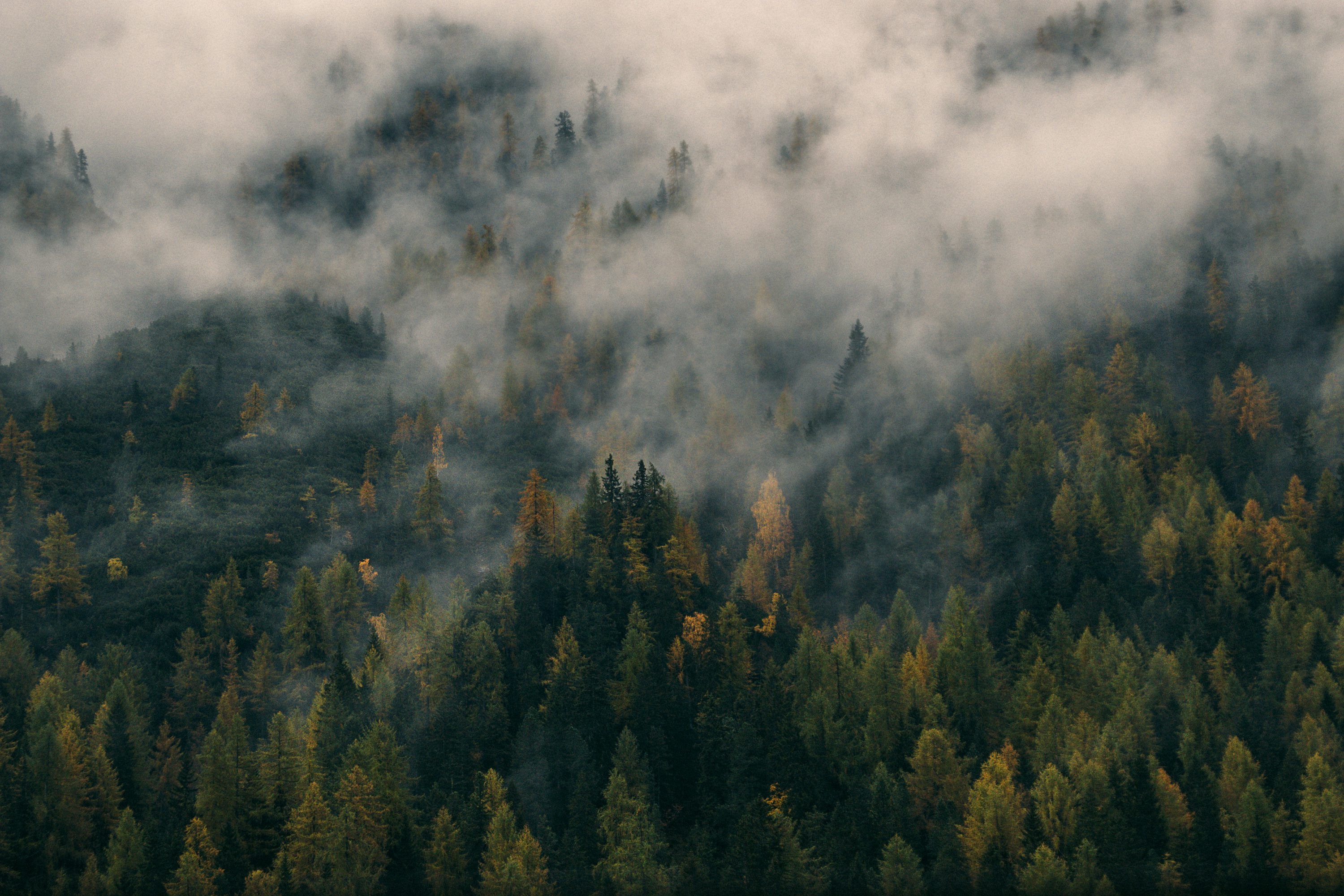 3000x2000 4k Forest Picture. Download Free Image