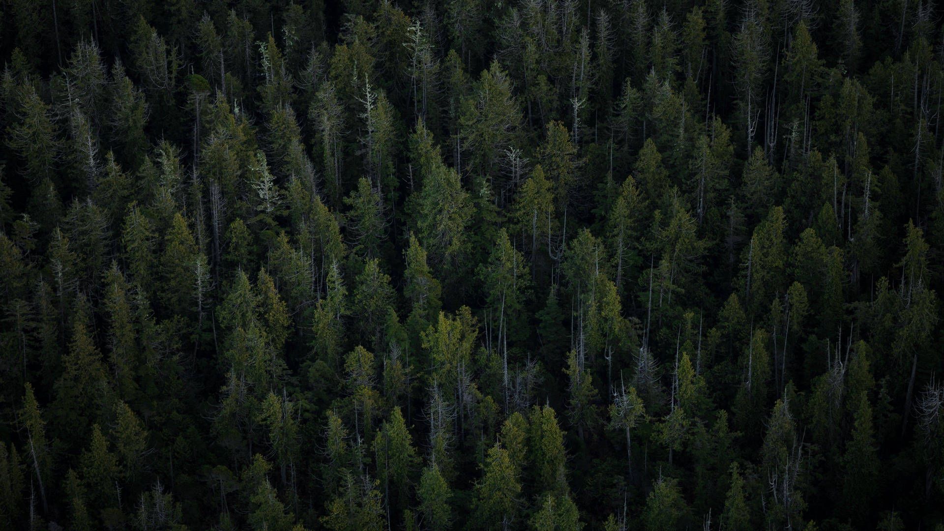 1920x1080 4k Forest Wallpaper