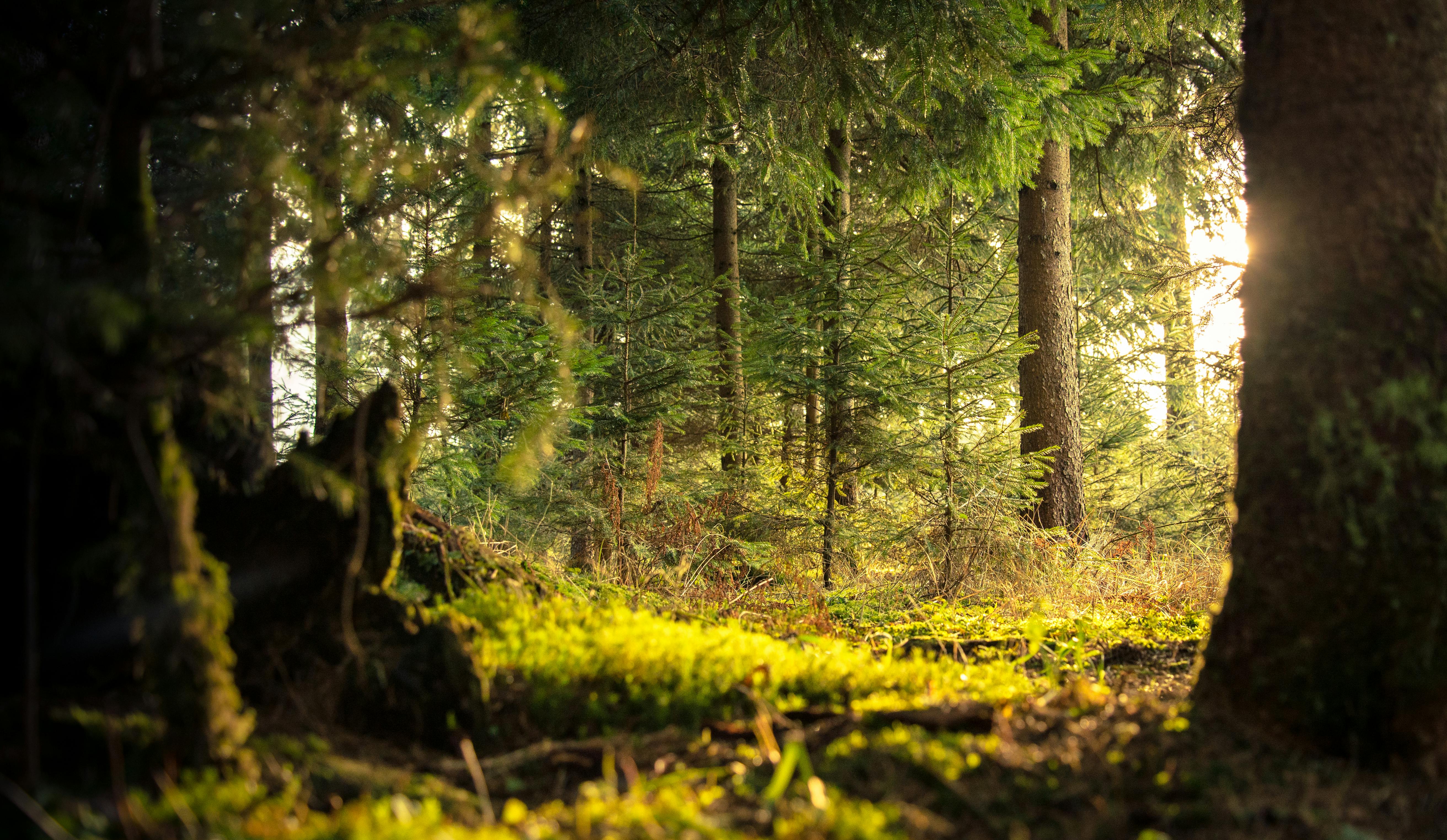 5248x3048 Forest Background Photo, Download The BEST Free Forest Background & HD Image