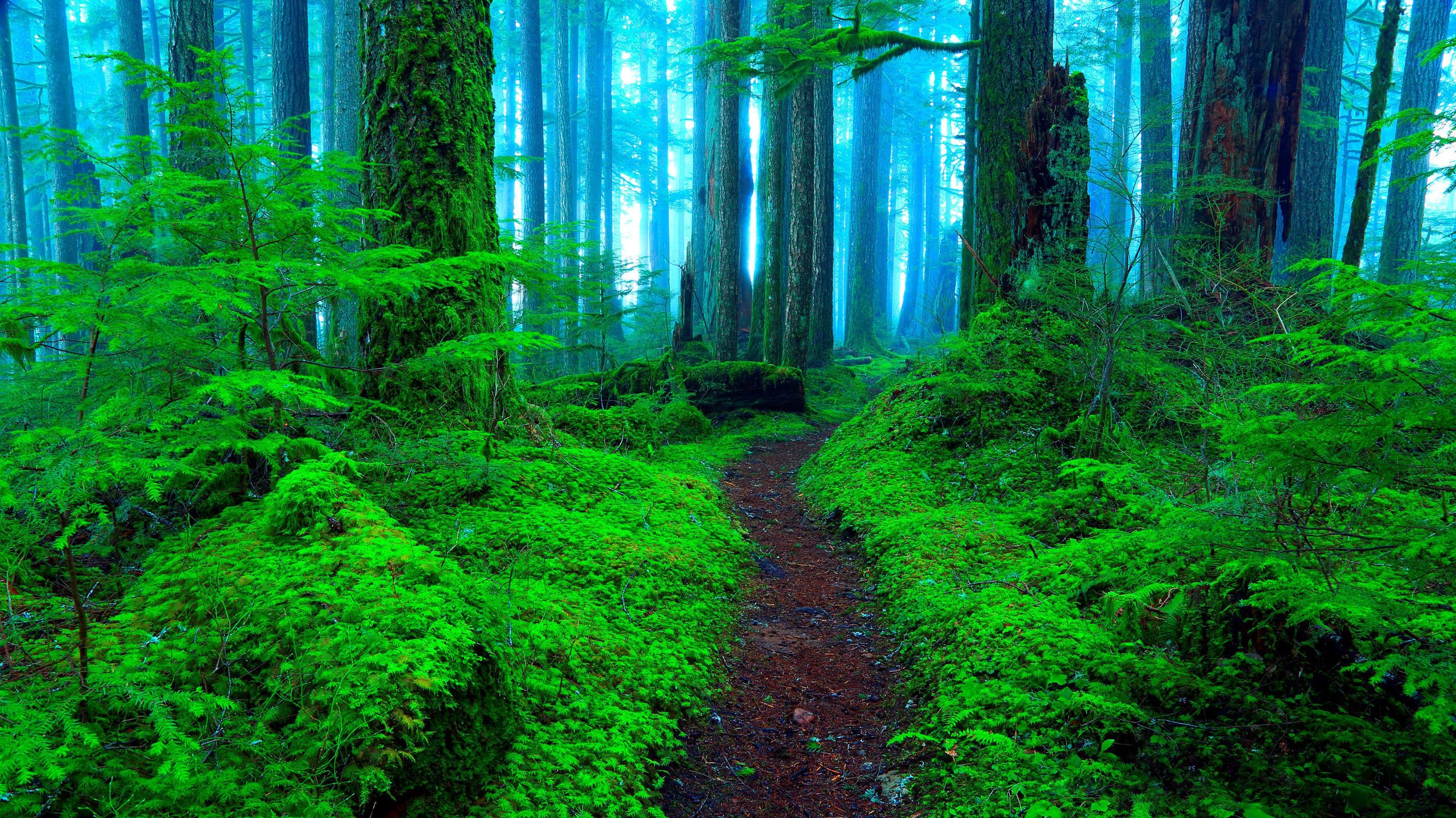 2560x1440 Misty Forest Path's Greenery HD Wallpaper by Randall J. Hodgesx1440
