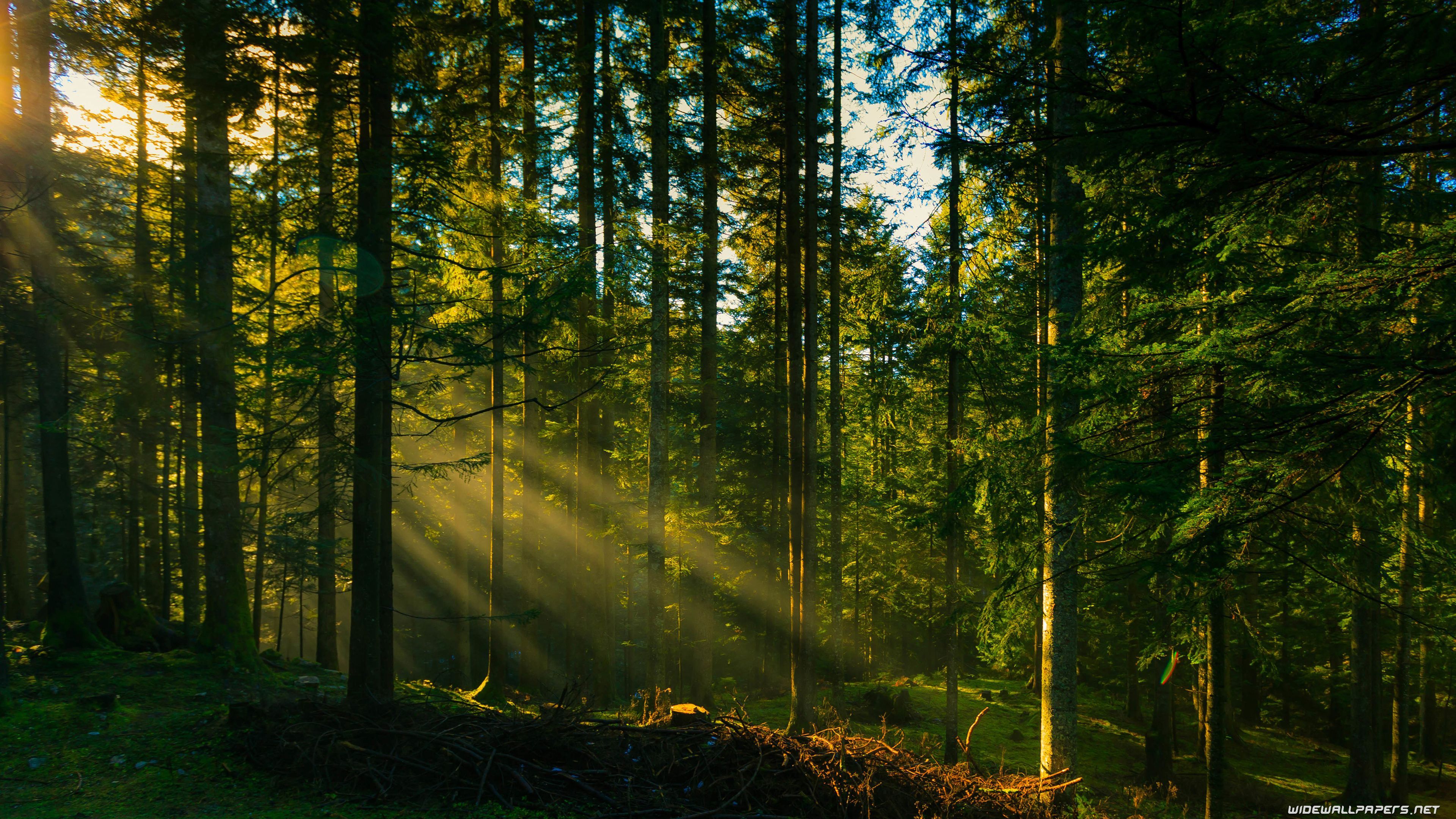 3840x2160 Forest 4k PC Wallpaper
