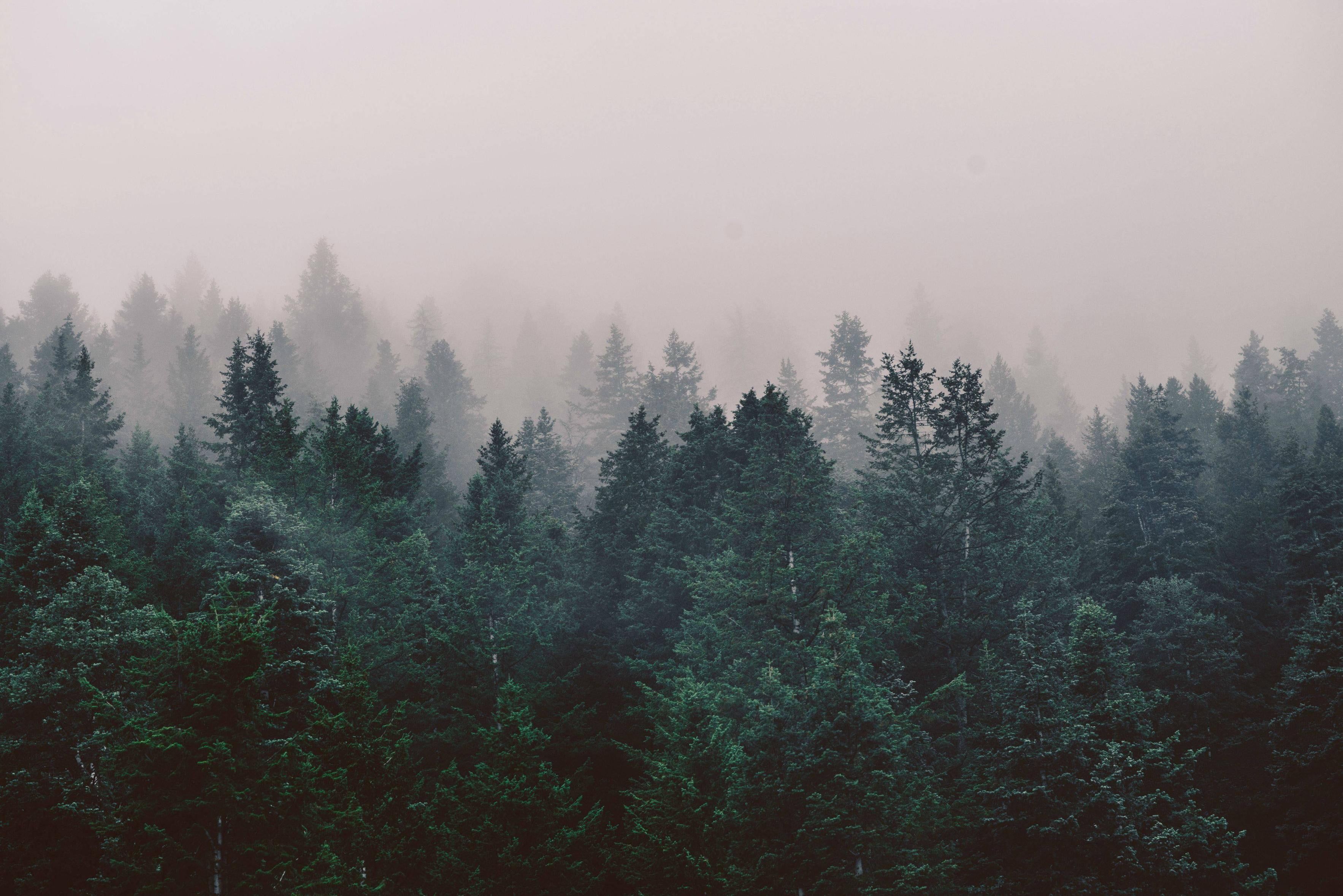 3533x2358 Aesthetic PC Forest Wallpaper