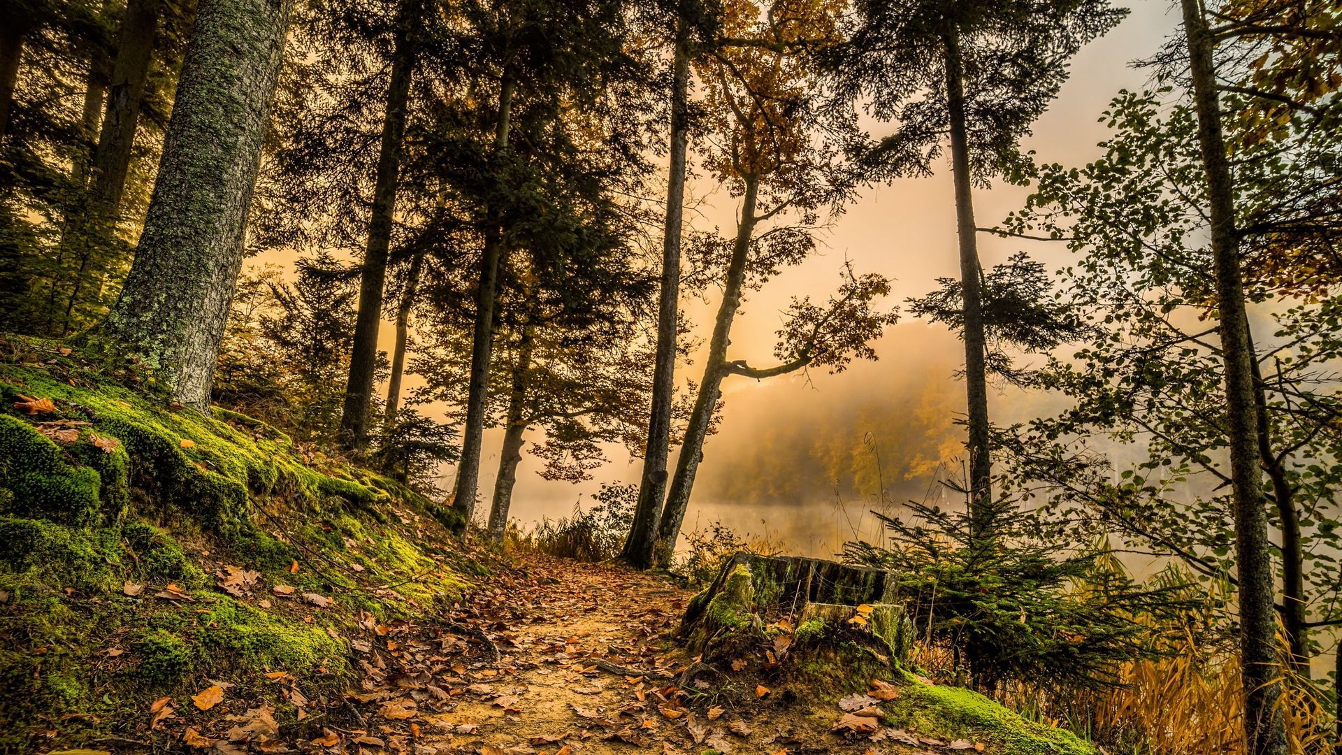 1920x1080 Best Forest Wallpaper ideas. forest wallpaper, forest, wallpaper
