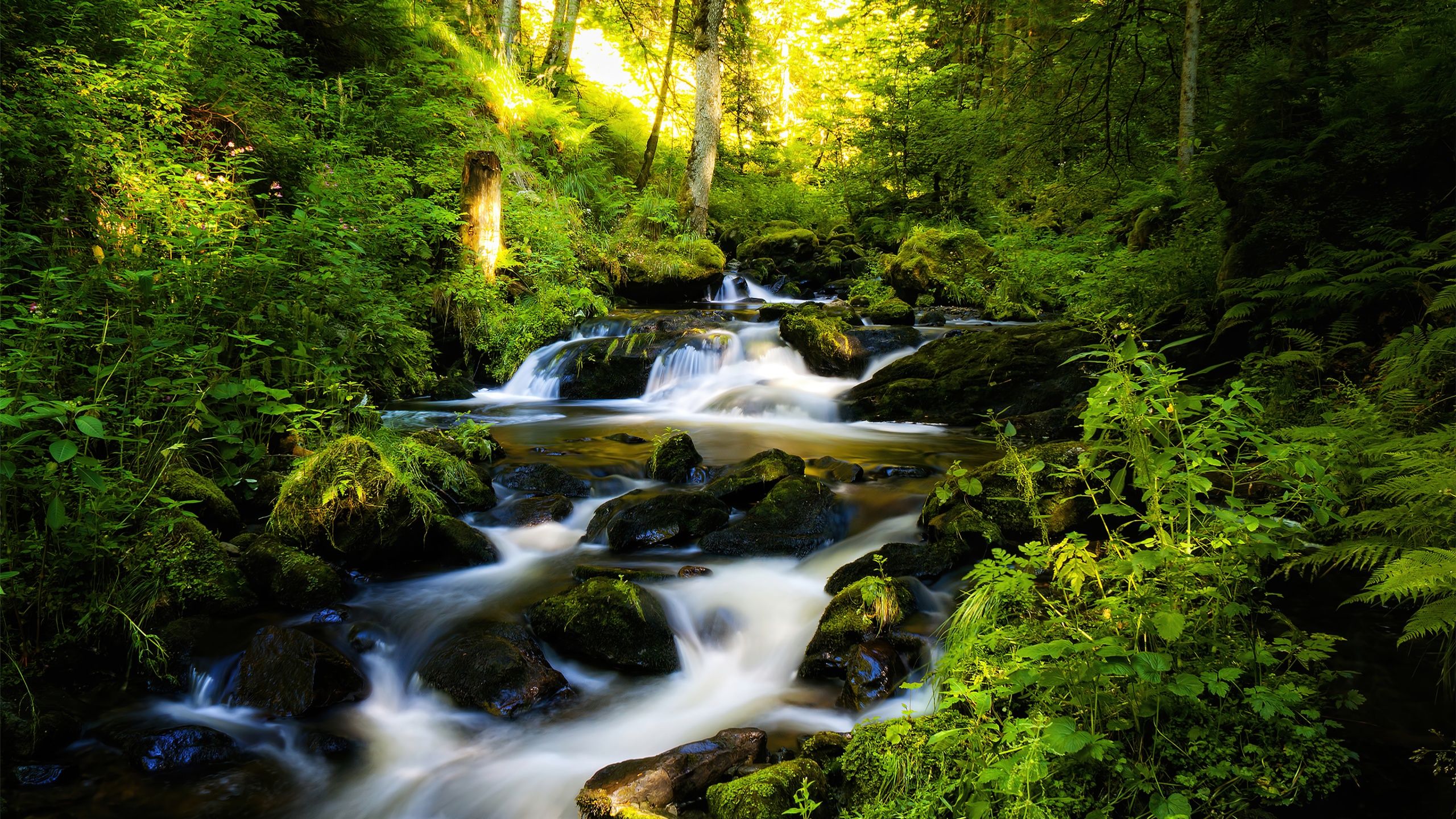 2560x1440 Black Forest Wallpaper 4K, Tropical forest, Waterfall