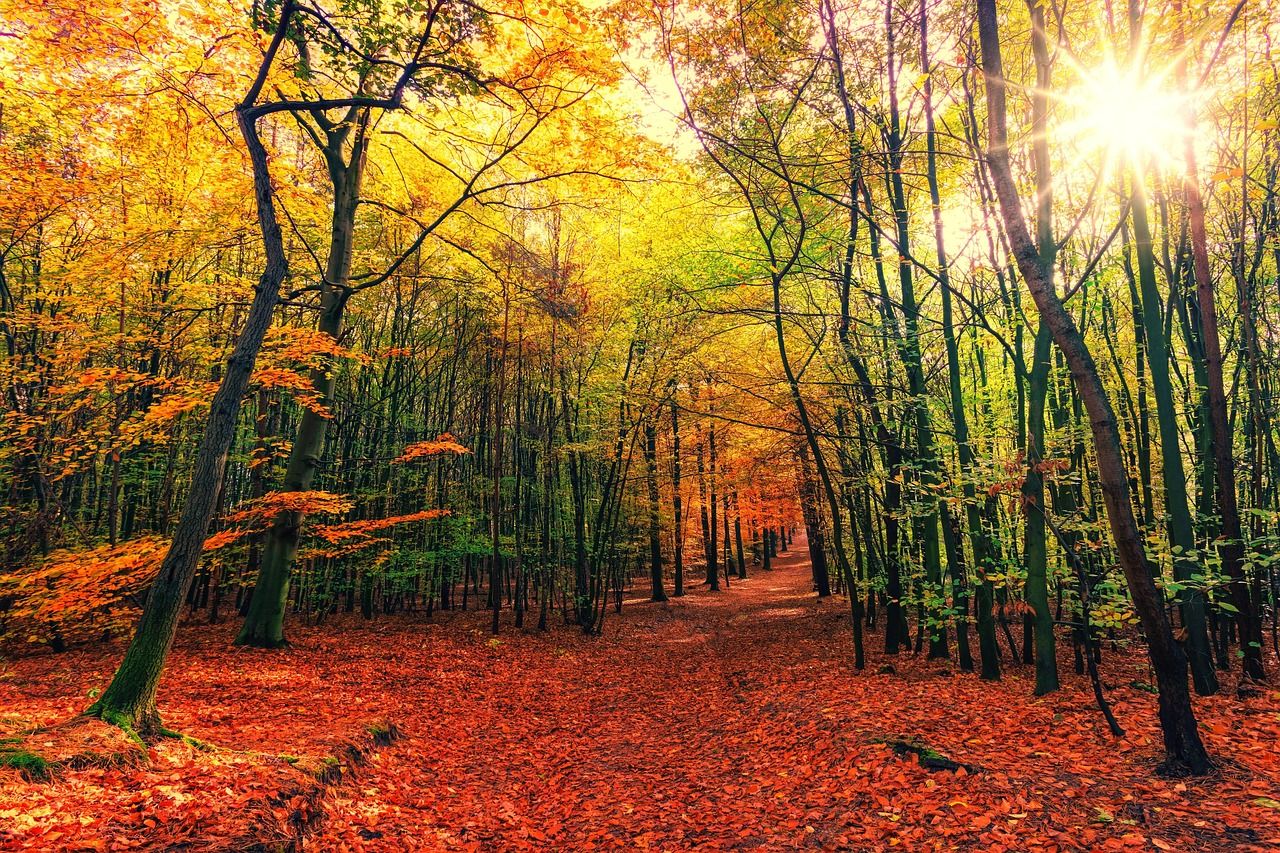 1280x853 Free Forest Wallpaper & Forest Image