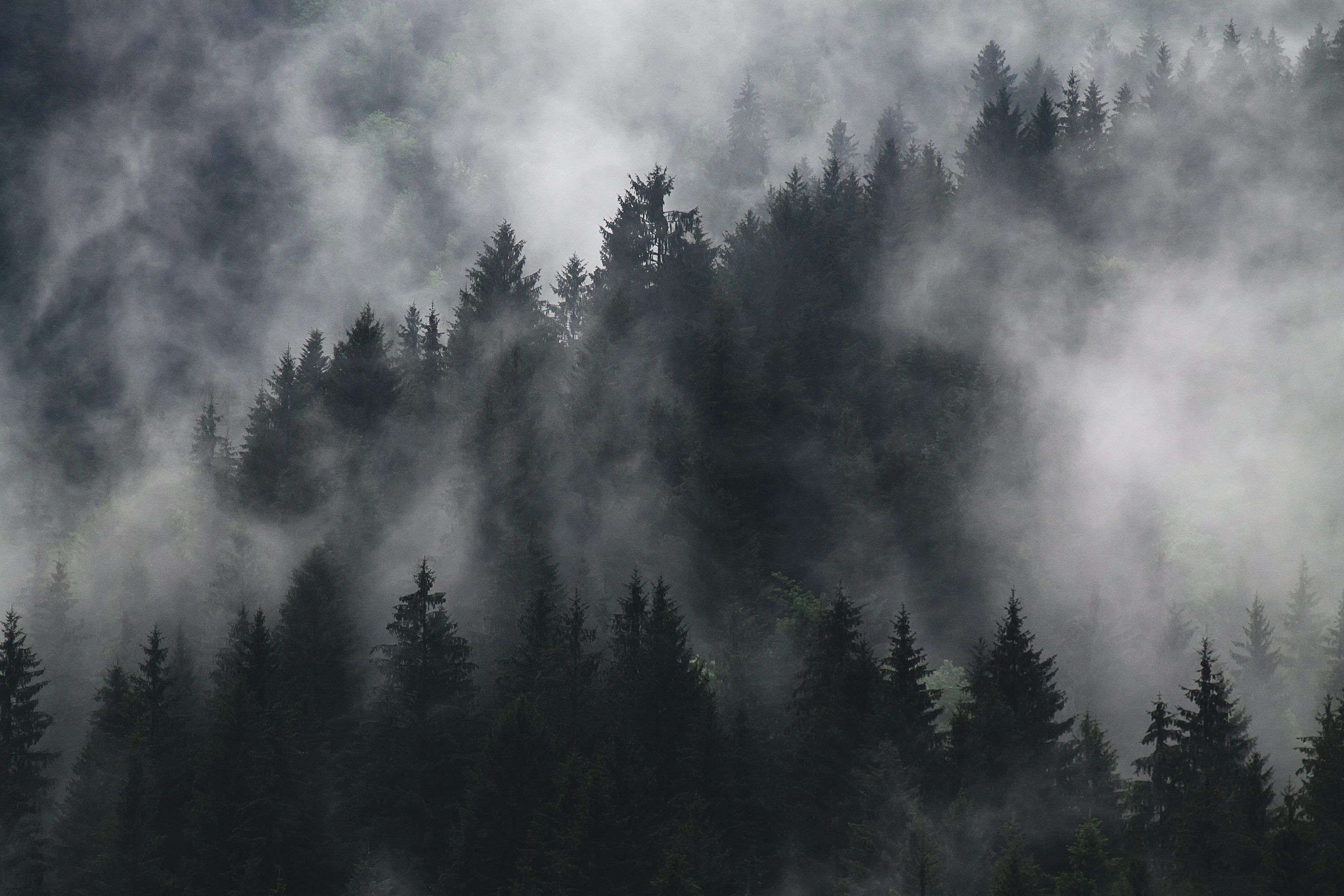 3000x2000 Dark Forest Picture [HD]. Download Free Image