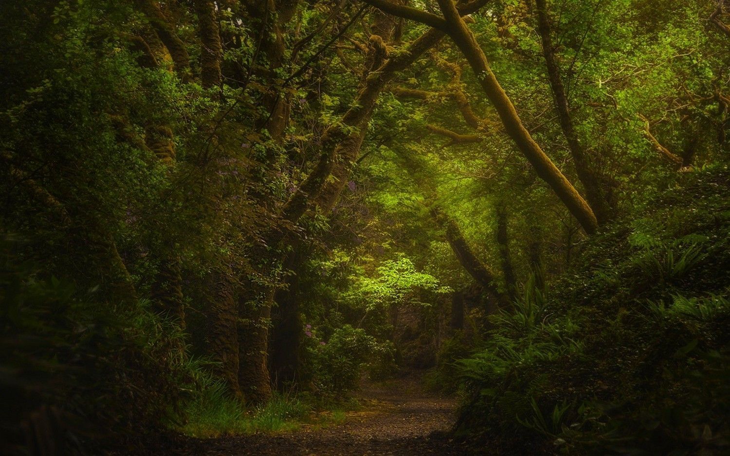1500x938 Deskk Forest Way Wallpaper