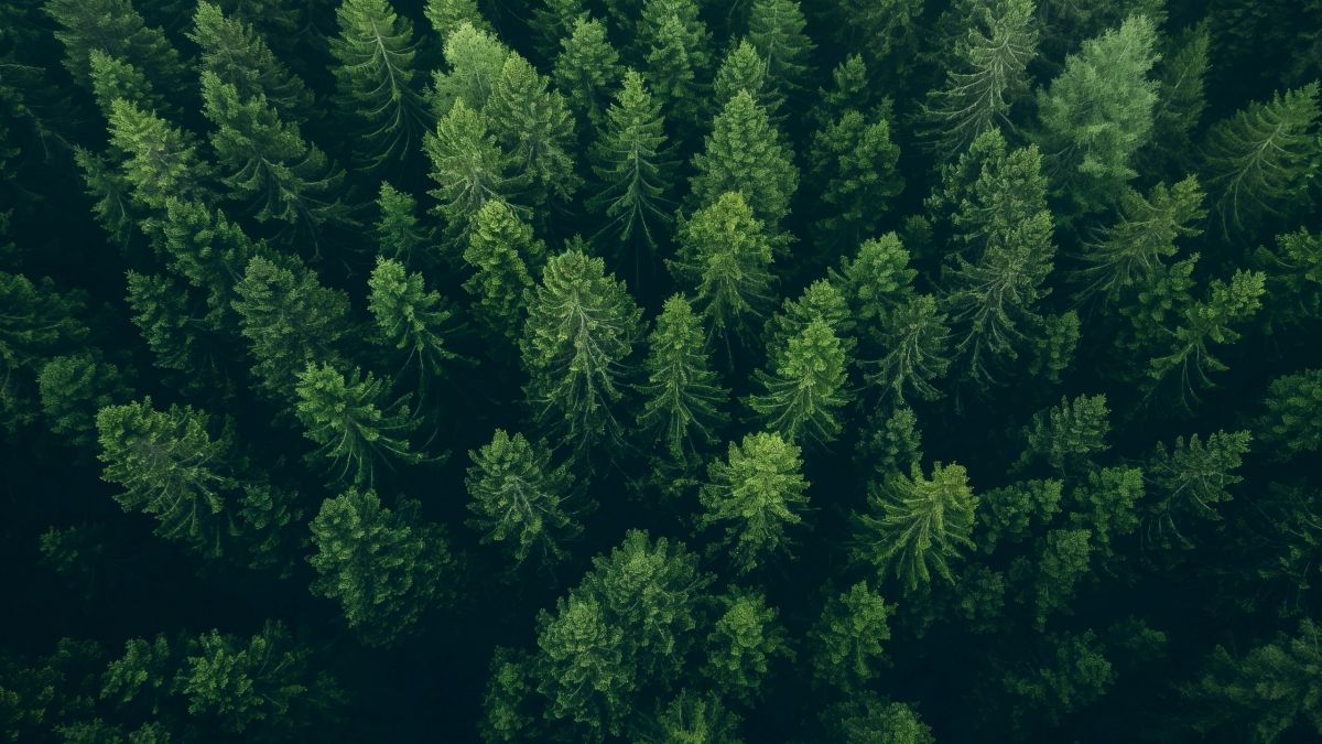 1200x675 Forest Trees From Above