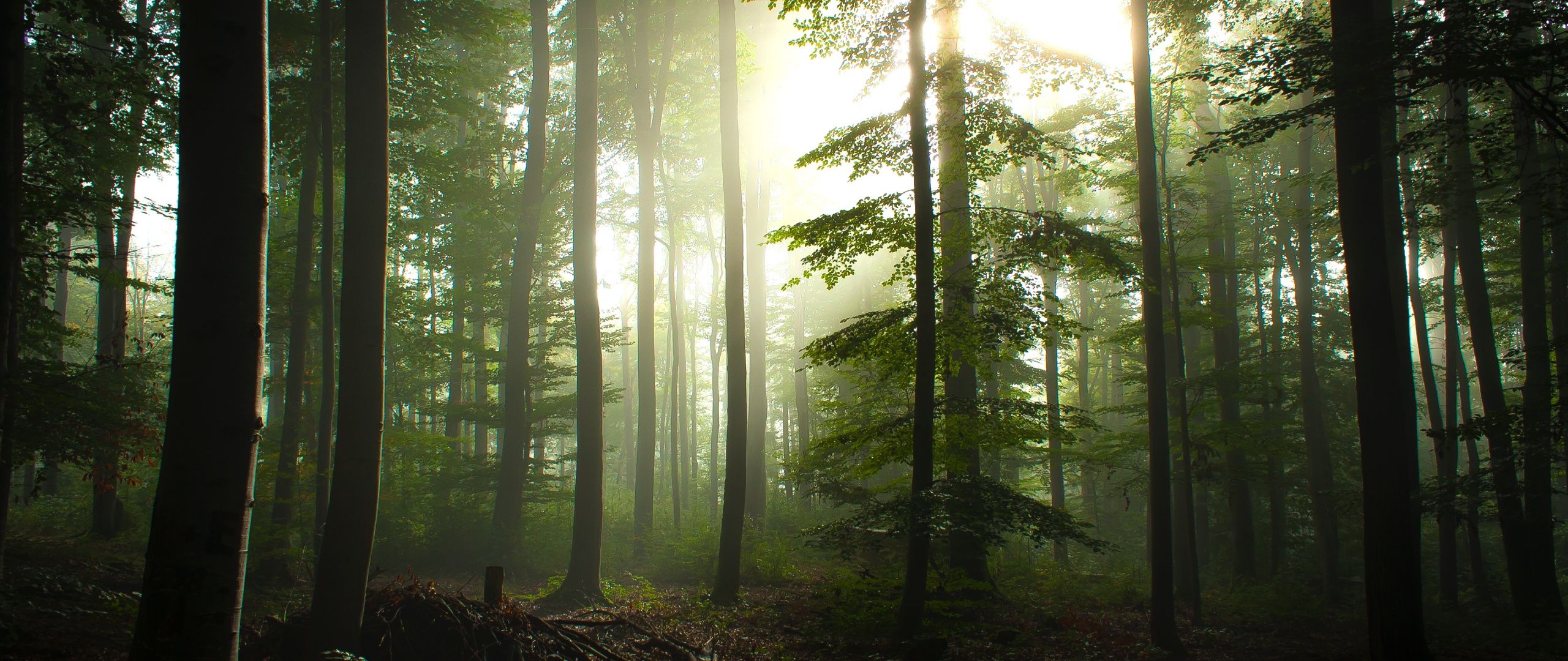 2560x1080 Forest Trees Wallpaper 4K, Early Morning, Foggy, Sunrise