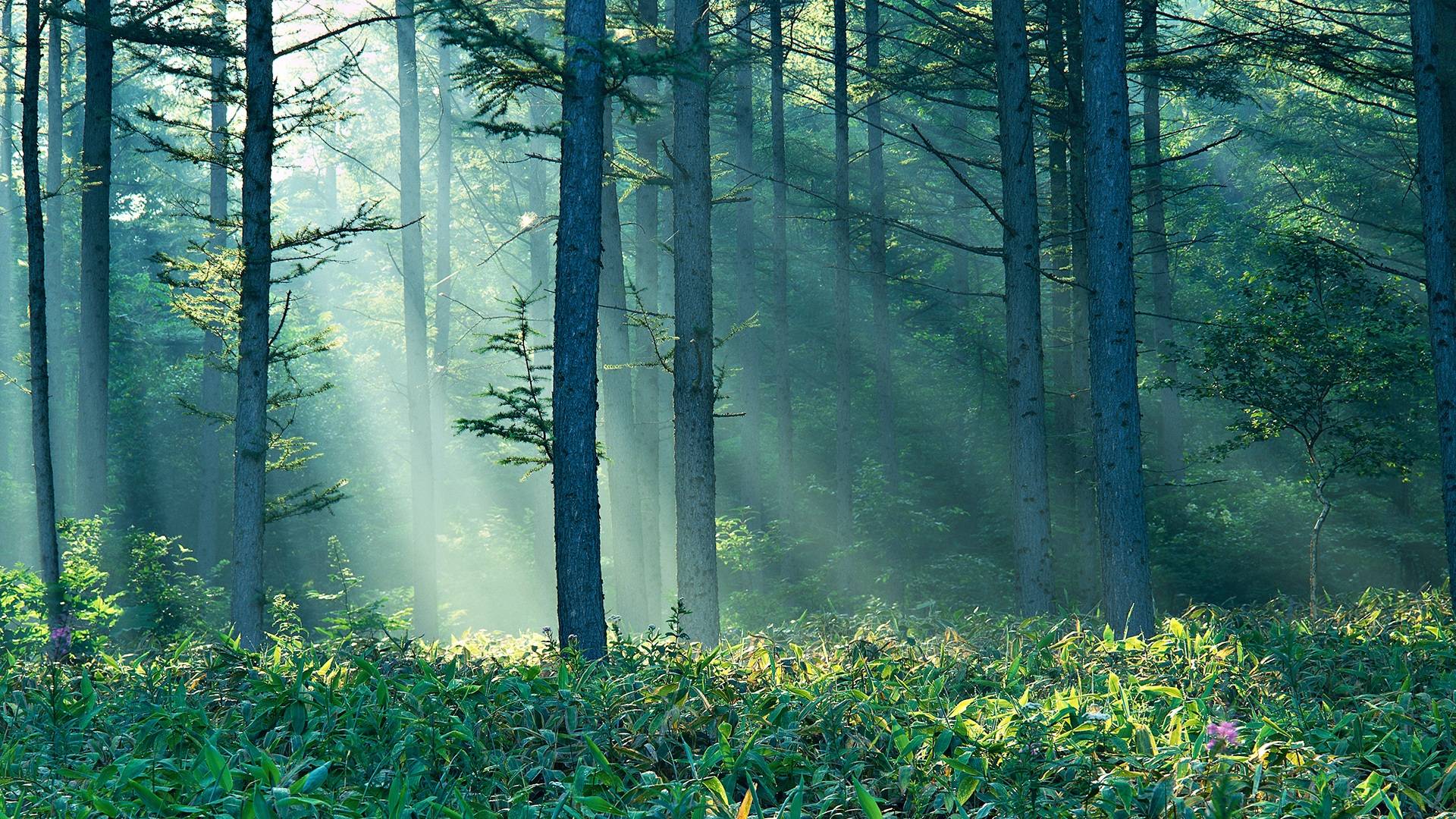1920x1080 Beautiful Enchanted Forest High Definition Wallpaper Download Photos Free Desktop Wallpaper Desktop Image For Apple Iphone Wallpaper 1920×1080